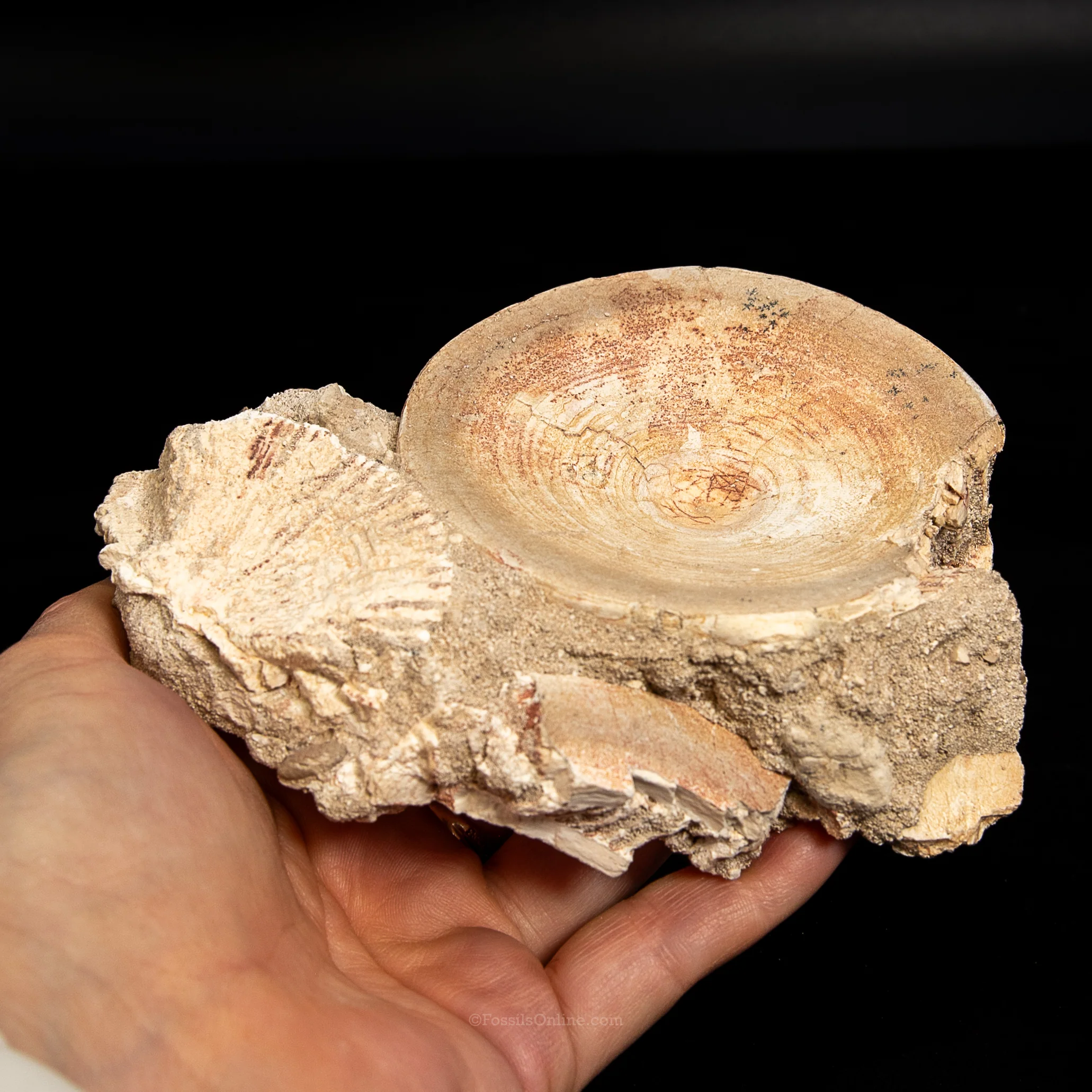 Otodus Vertebra in Original Matrix - Image 5