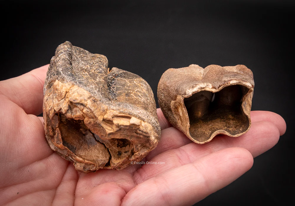 Pair of Woolly Rhino Teeth Siberia - Image 3