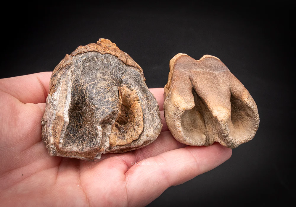 Pair of Woolly Rhino Teeth Siberia - Image 4