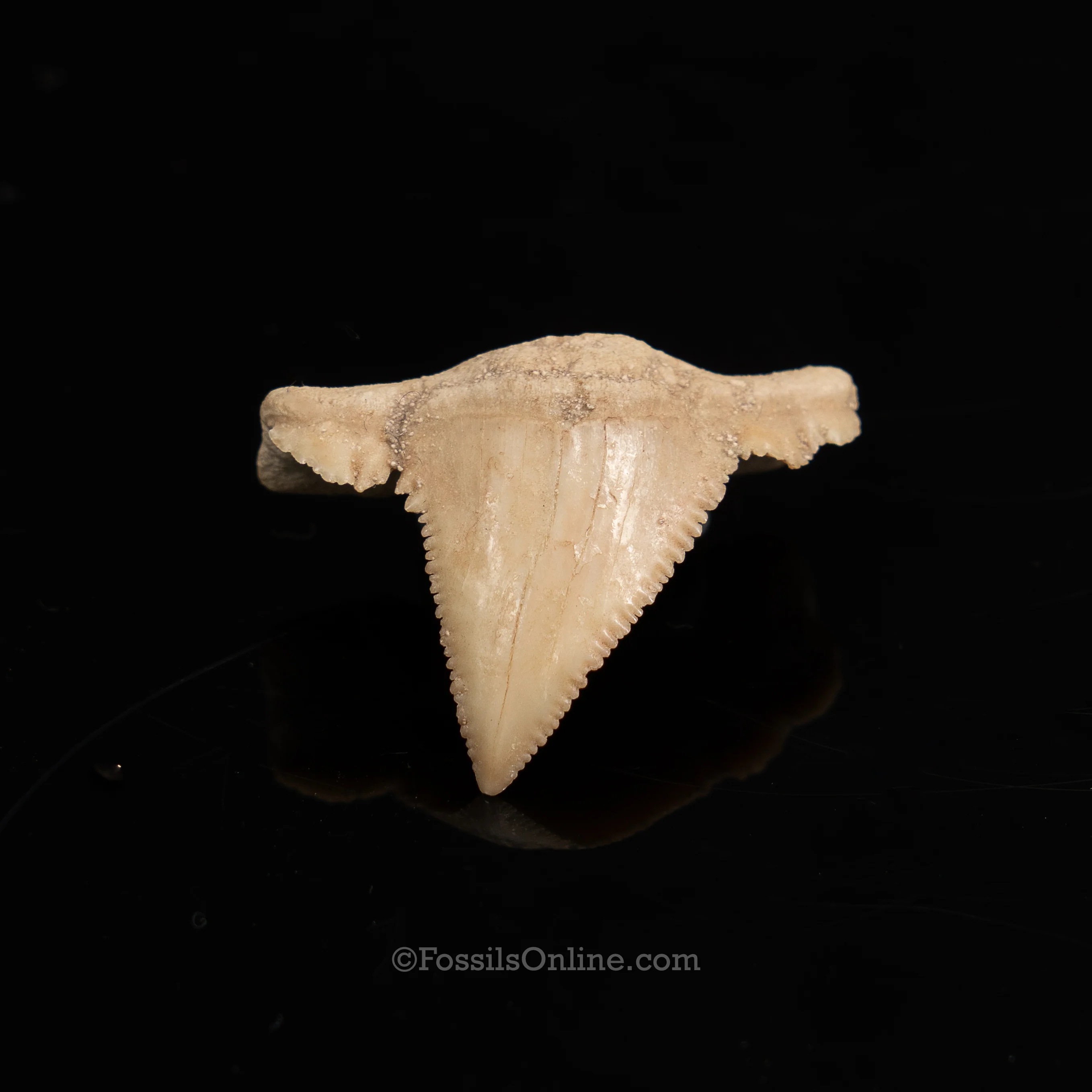 Pathological Palaeocarcharodon Orientalis 1.42" - Image 3