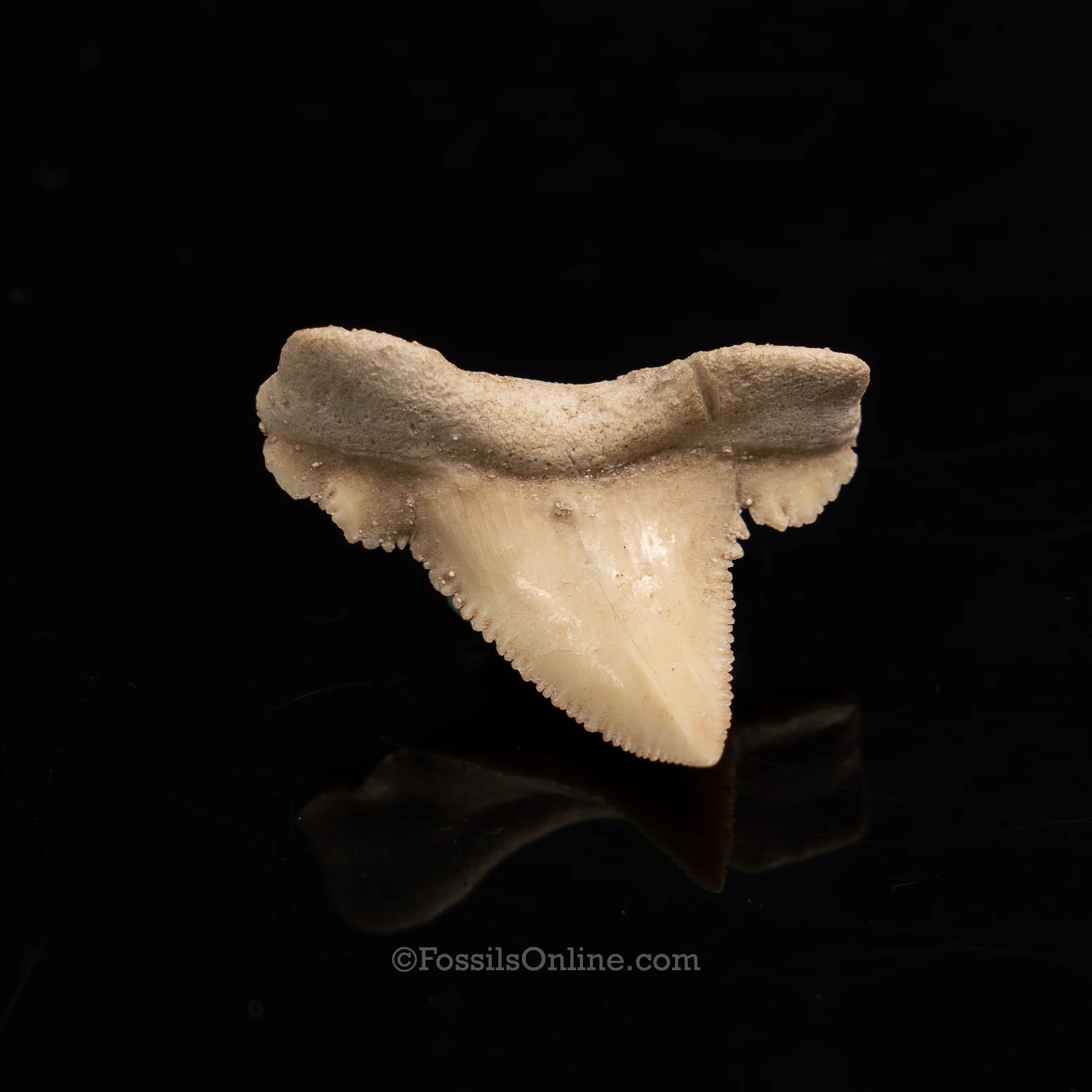 Pathological Palaeocarcharodon Orientalis 1.42" - Image 4