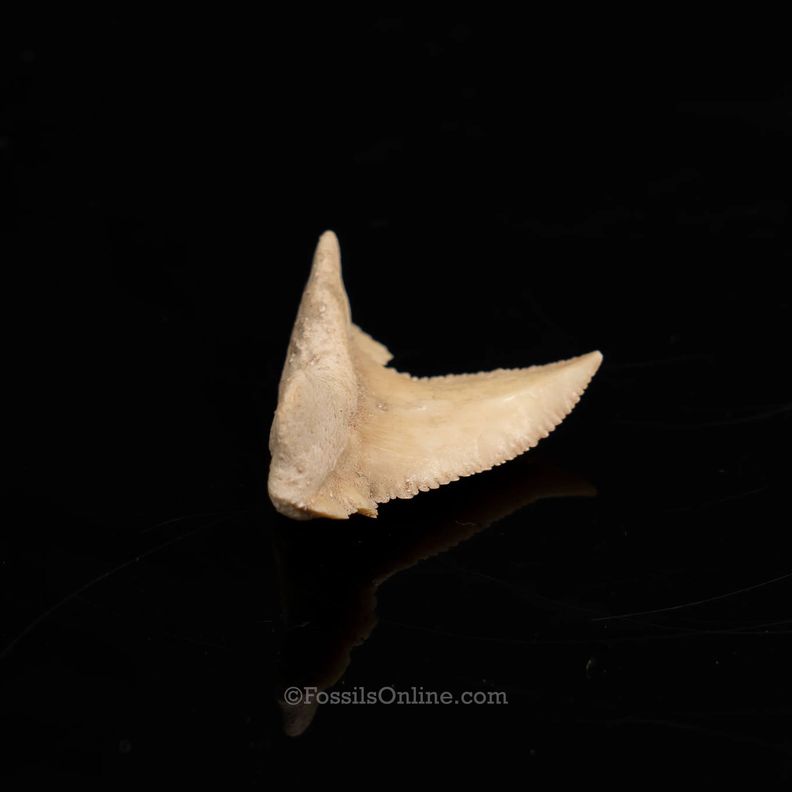 Pathological Palaeocarcharodon Orientalis 1.42" - Image 5
