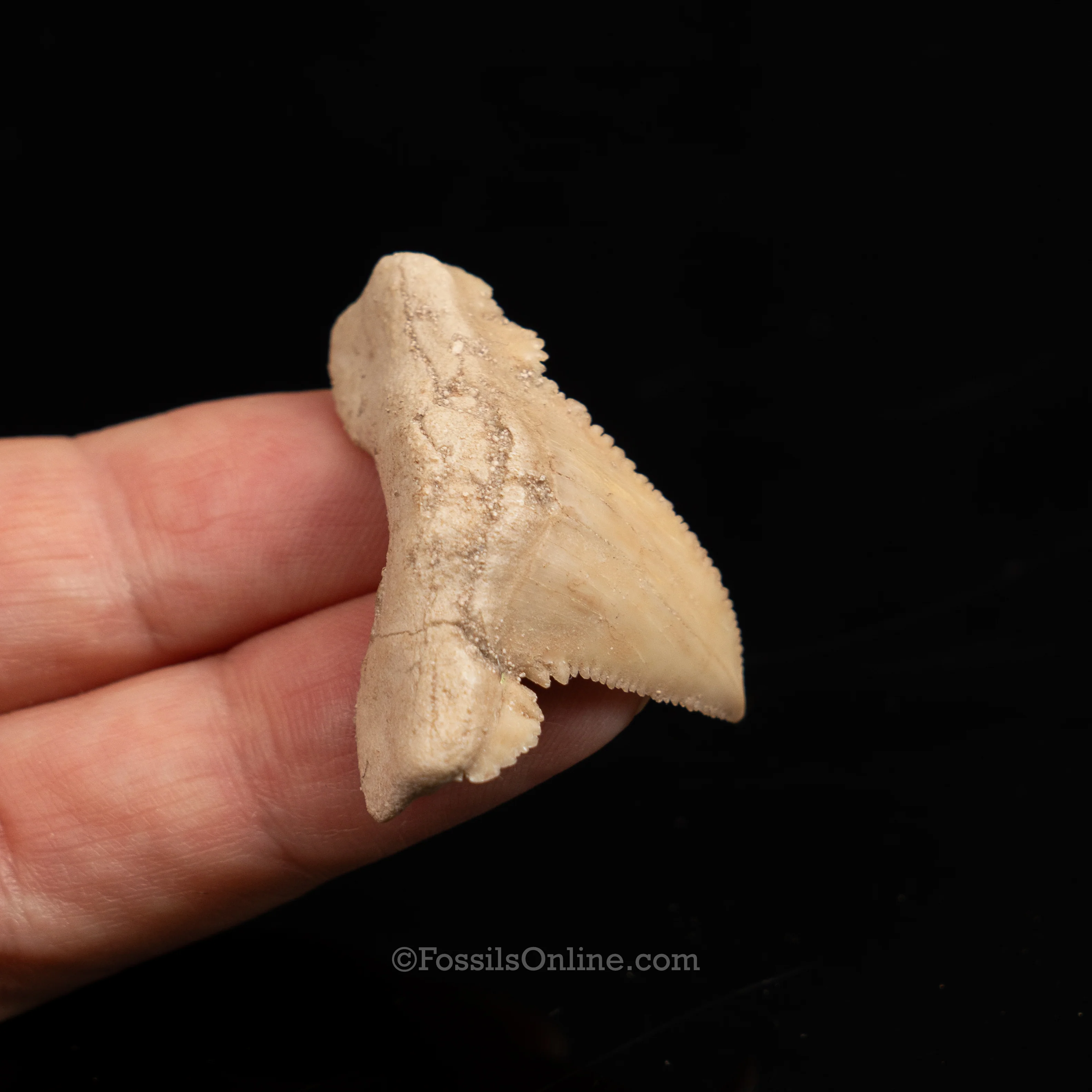 Pathological Palaeocarcharodon Orientalis 1.42" - Image 6