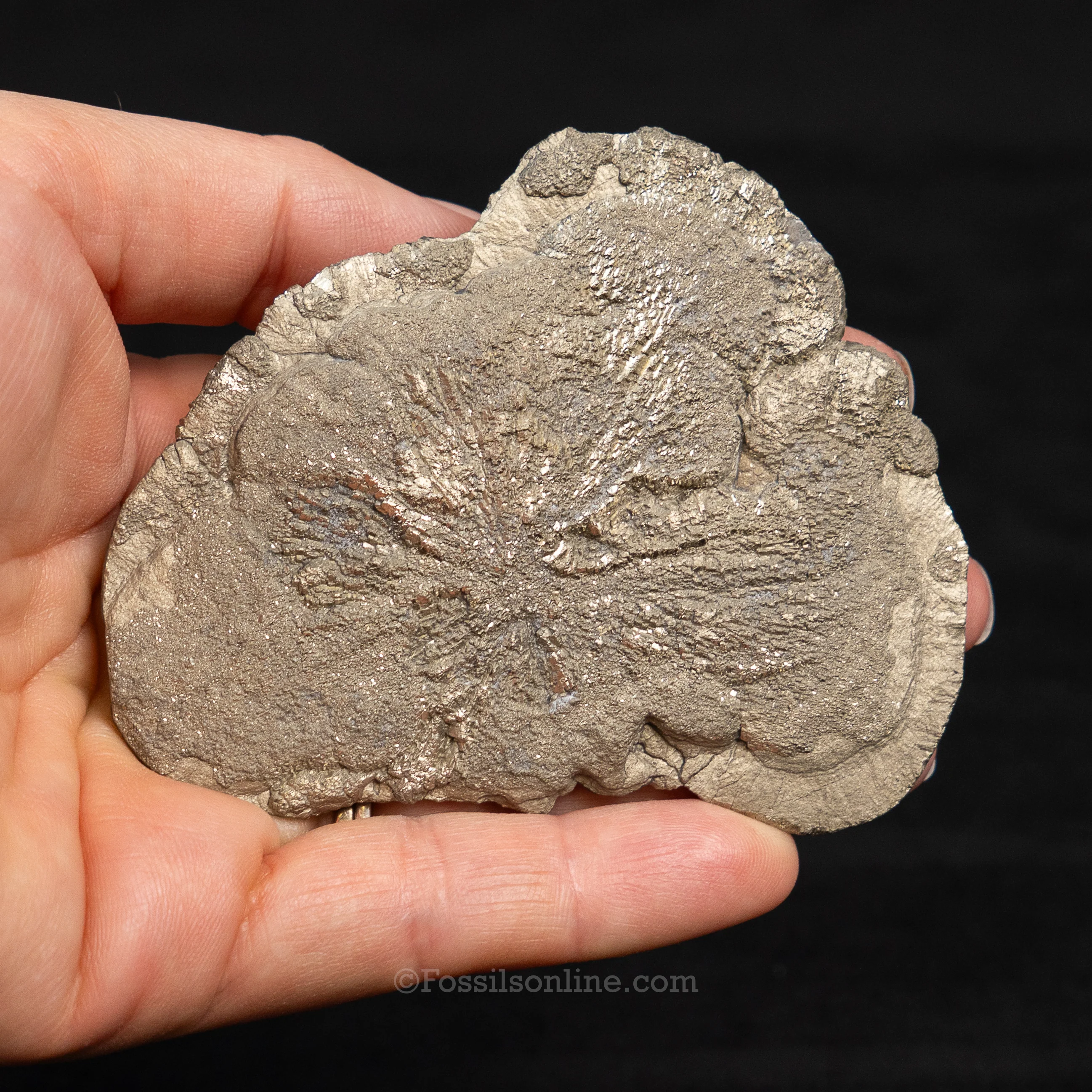 Pyrite Sun / Miner's Dollar 2.48" - Image 3