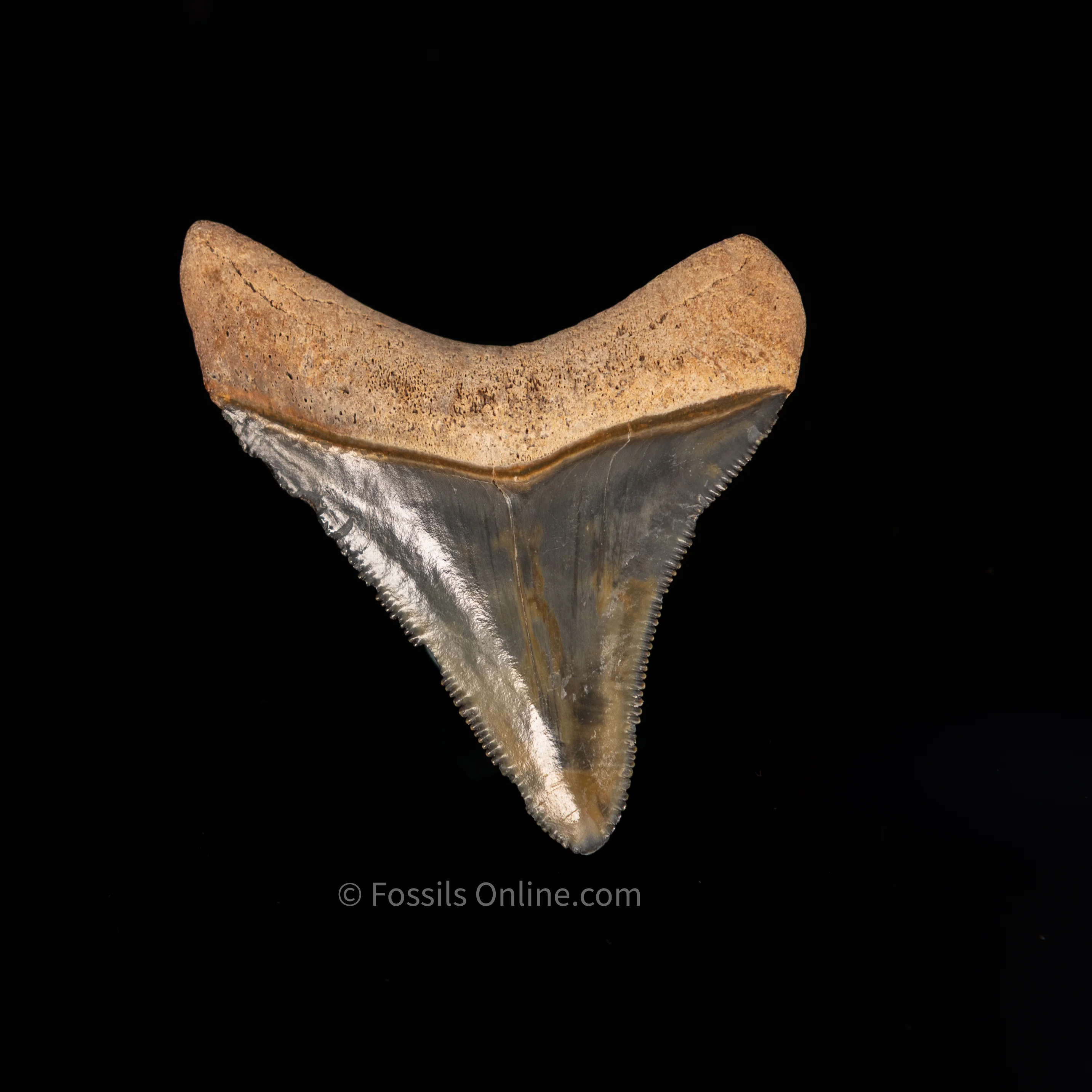 Quality Bone Valley Megalodon Tooth 2.08" - Image 3