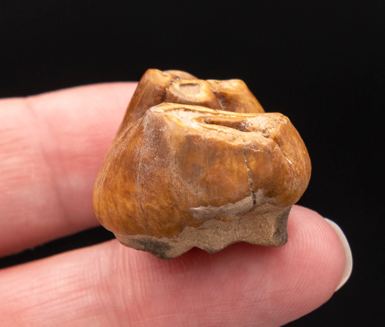 RARE  Fossil Dugong Tooth Gainesville Creek - Image 3