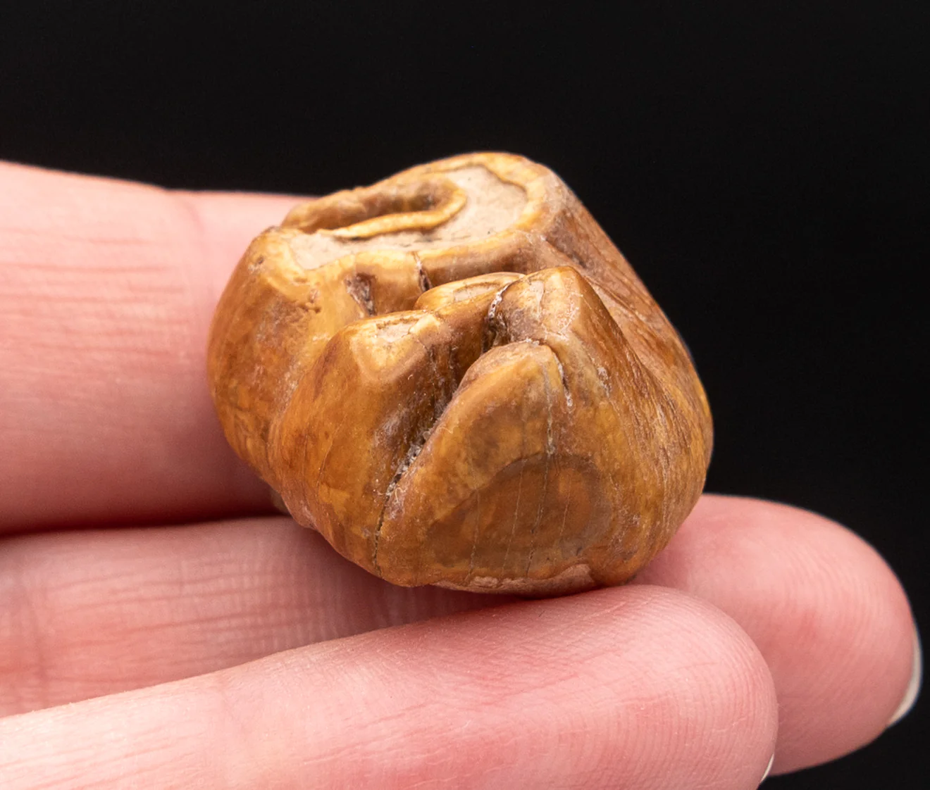 RARE  Fossil Dugong Tooth Gainesville Creek - Image 4