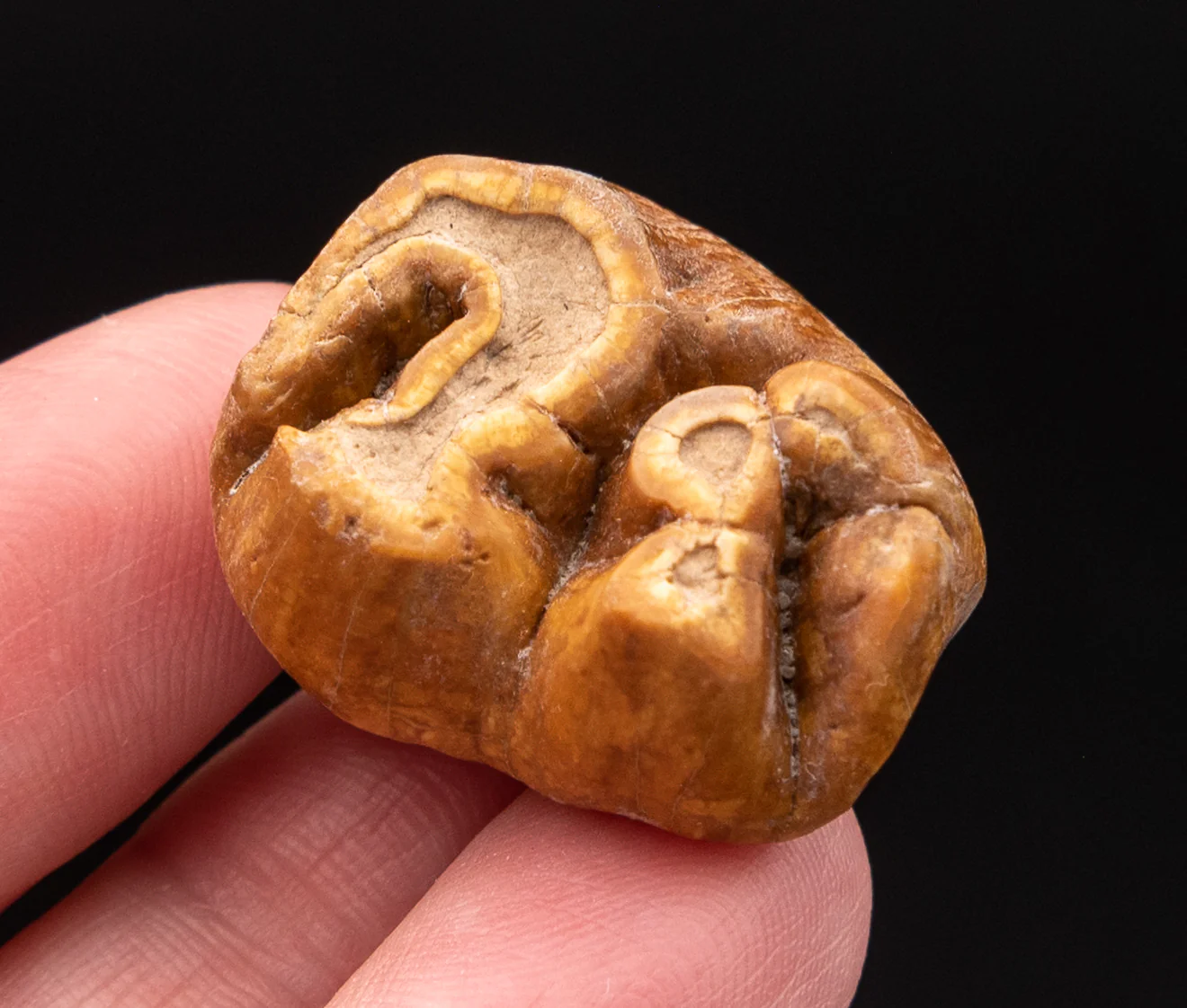 RARE  Fossil Dugong Tooth Gainesville Creek - Image 5