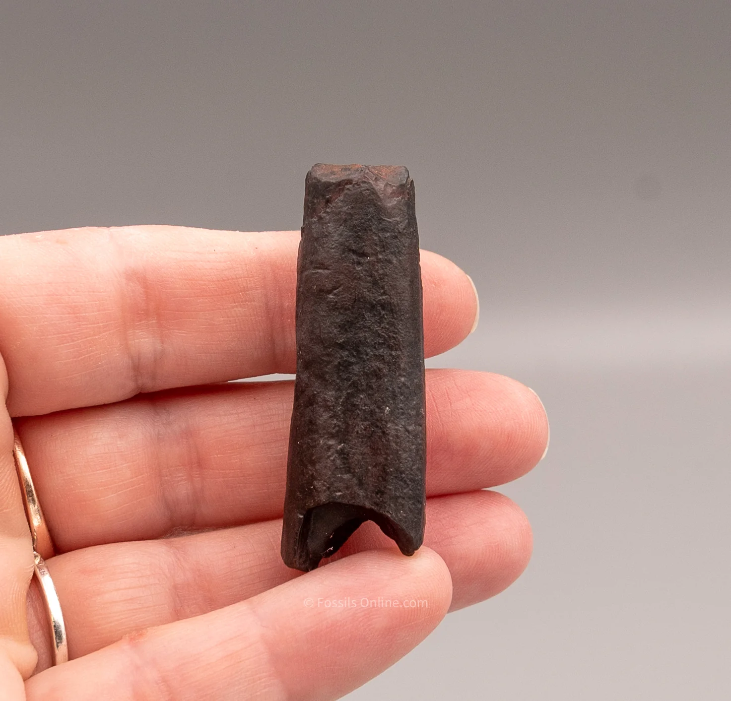 Rare Juvenile Mastodon Tusk Florida Fossils - Image 3