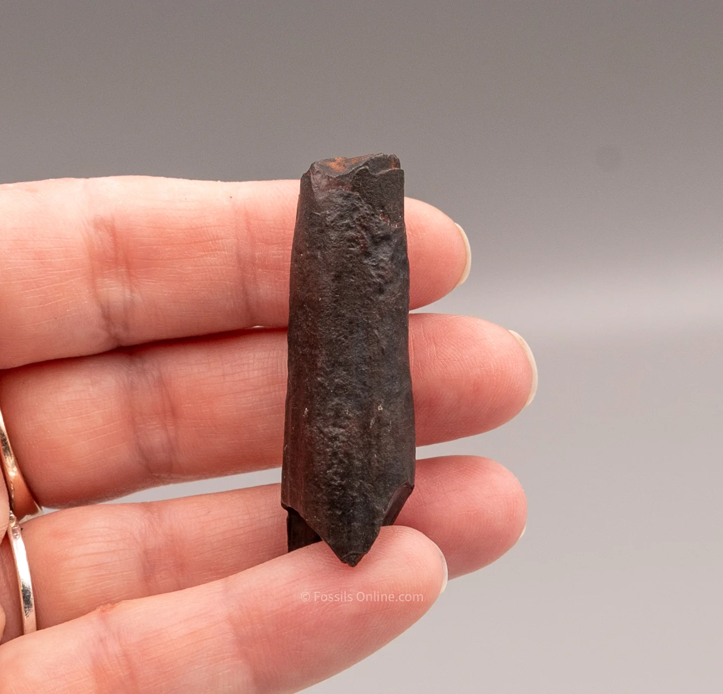 Rare Juvenile Mastodon Tusk Florida Fossils - Image 4