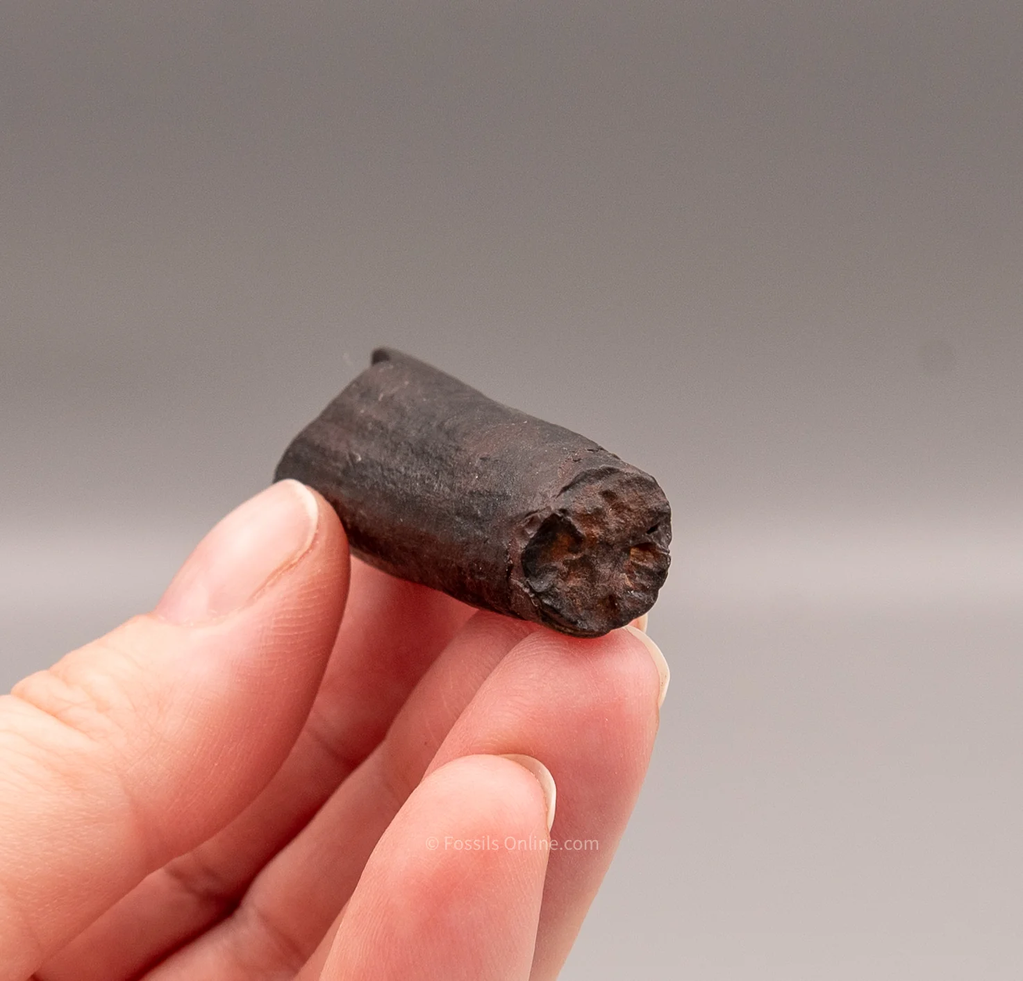 Rare Juvenile Mastodon Tusk Florida Fossils - Image 5