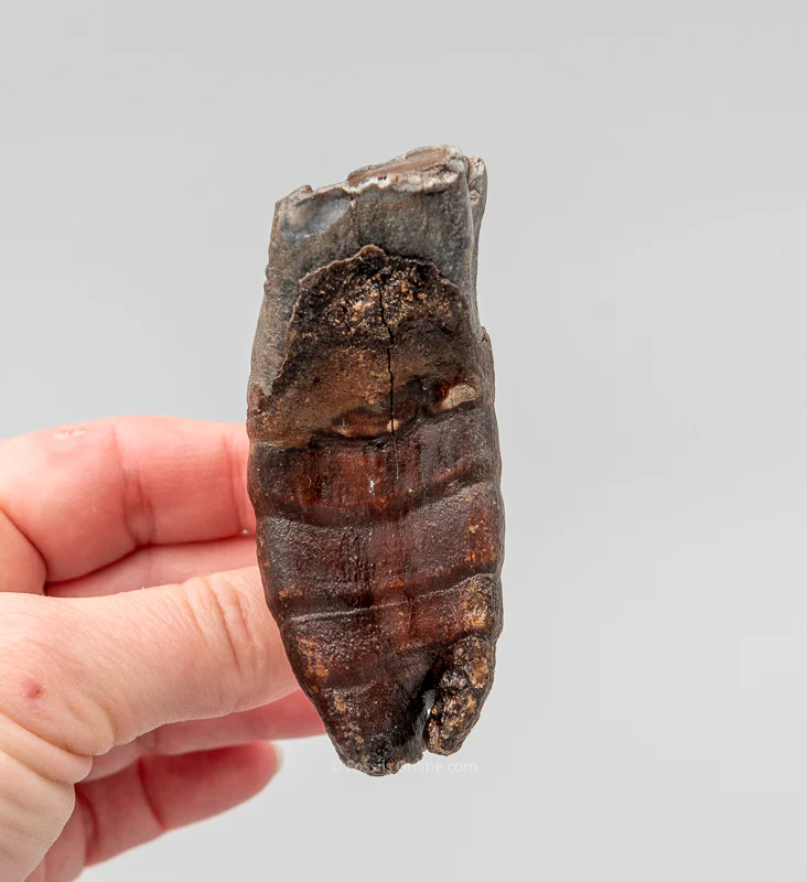 Rooted Woolly Rhino Tooth Siberia - Image 3