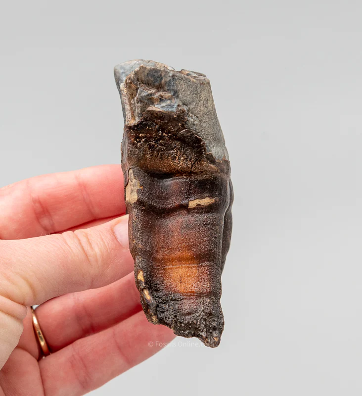 Rooted Woolly Rhino Tooth Siberia - Image 4