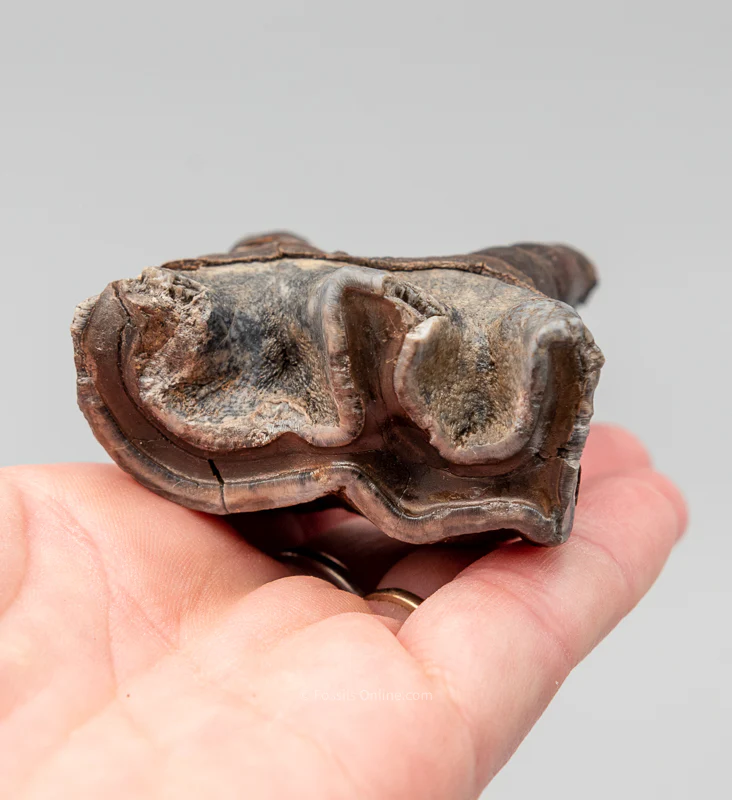 Rooted Woolly Rhino Tooth Siberia - Image 5