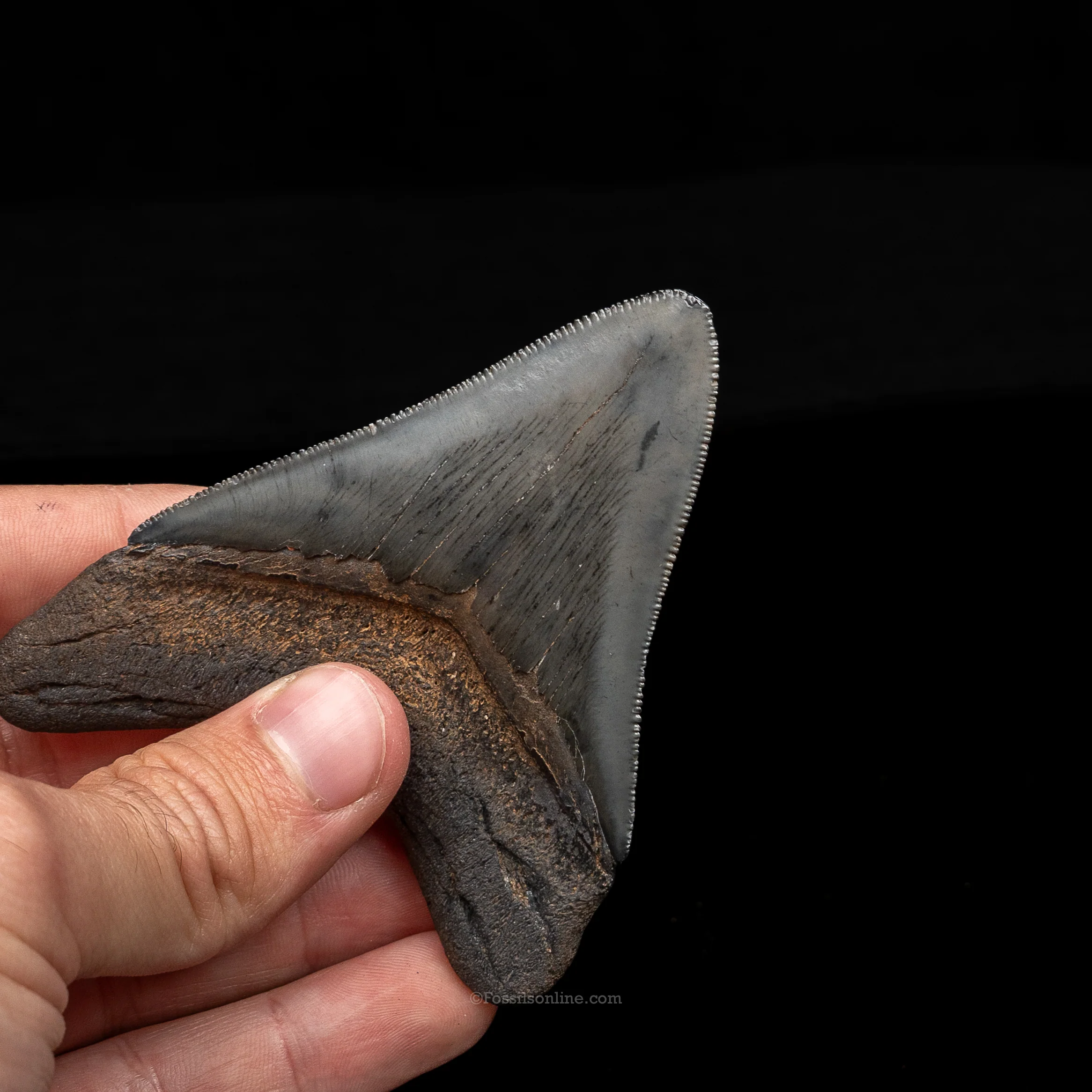 South Carolina Megalodon 3.49" - Image 3