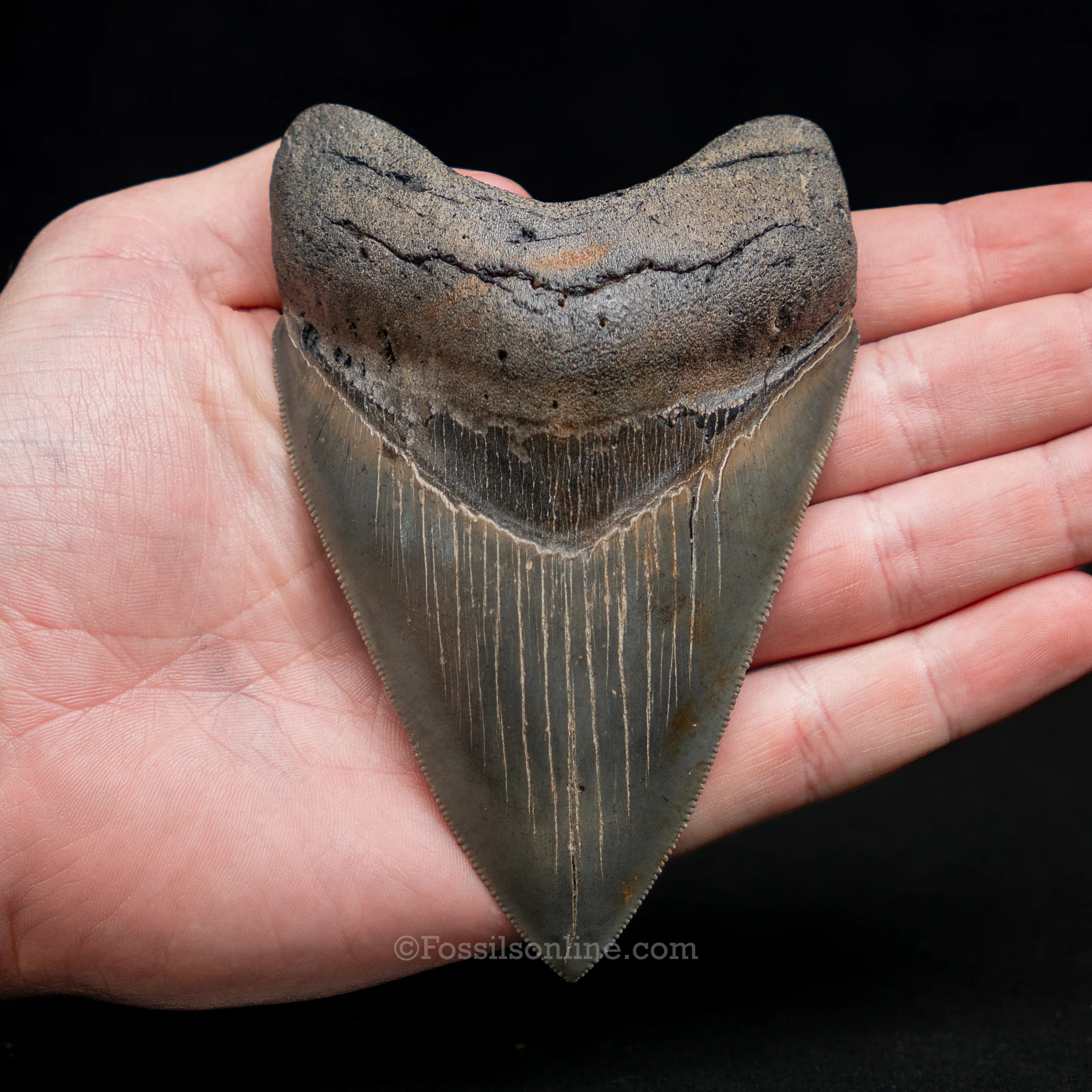 South Carolina Megalodon 4.57" - Image 3
