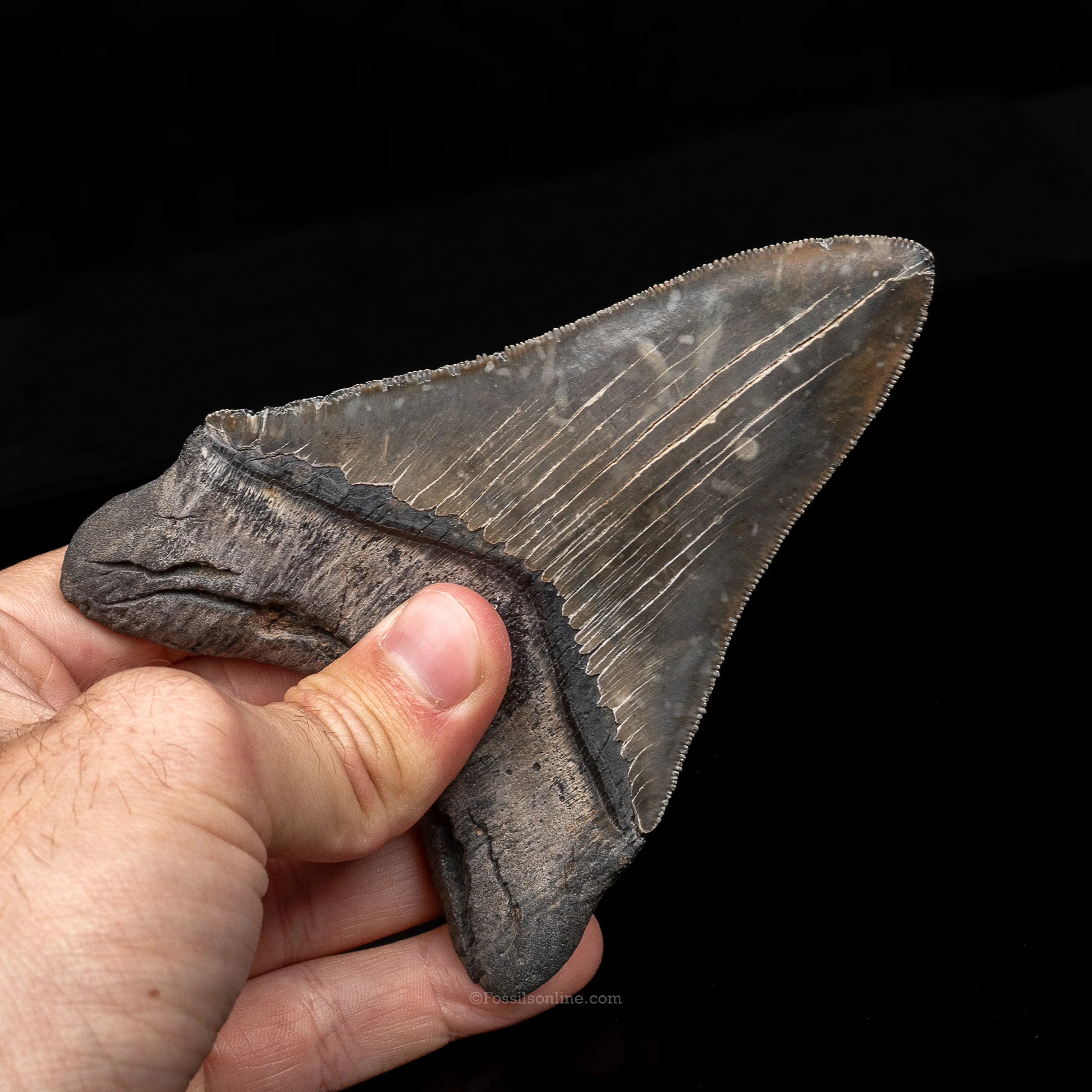 South Carolina Megalodon 4.76" - Image 3