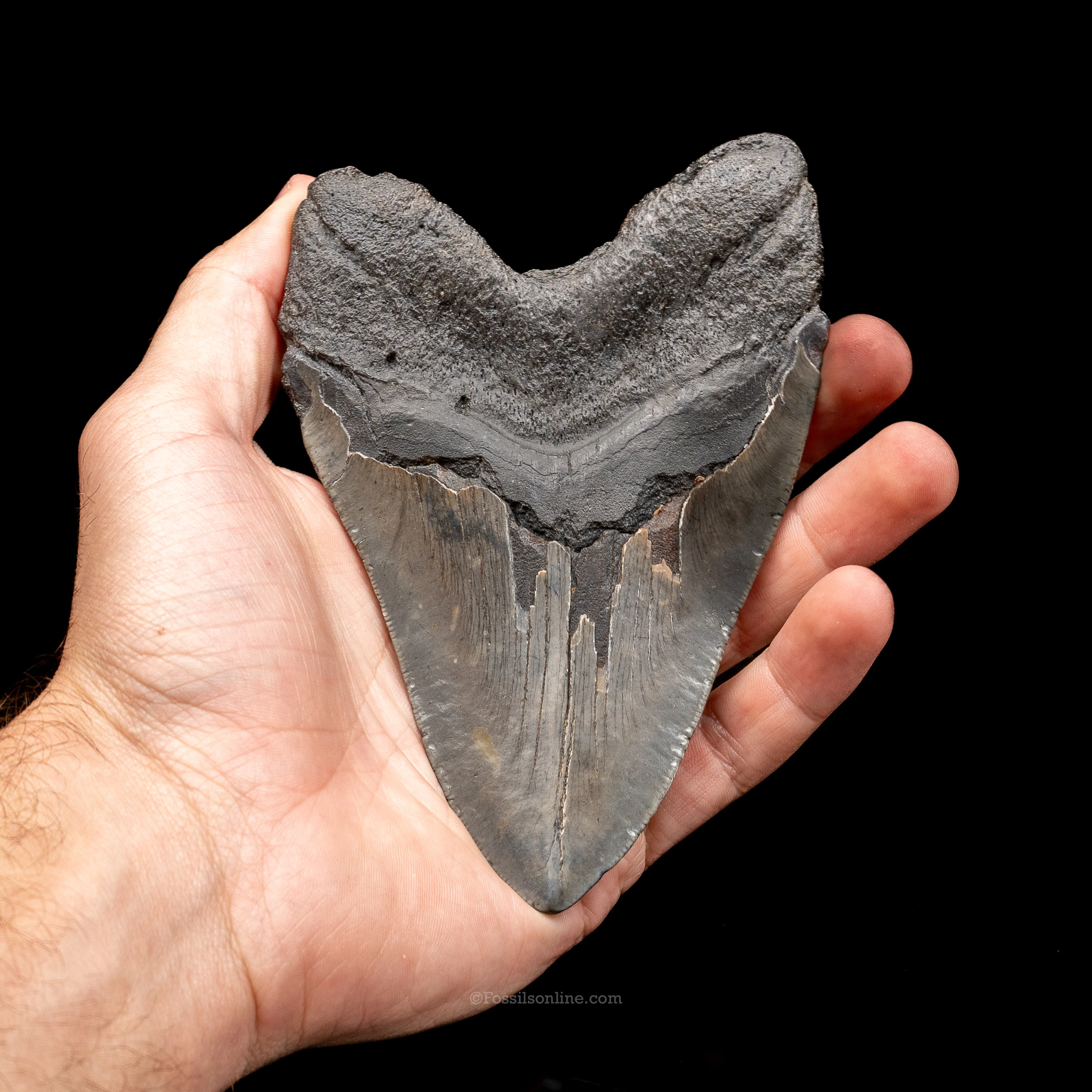 South Carolina Megalodon 5.24" - Image 3