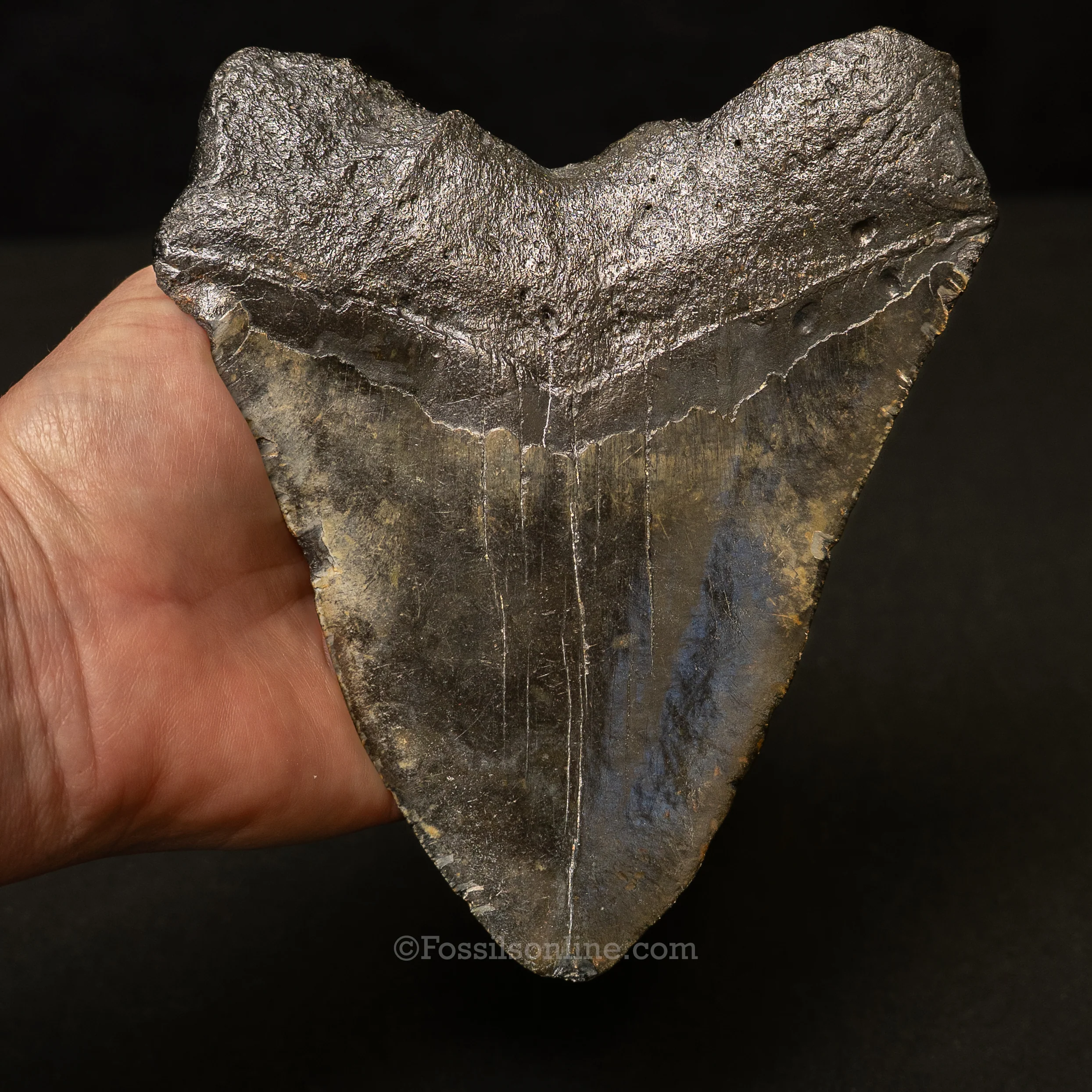 South Carolina Megalodon 6.05" - Image 3
