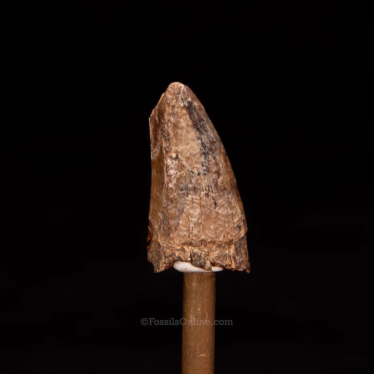 Tyrannosaurus rex Tooth  Premax .99" - Image 3