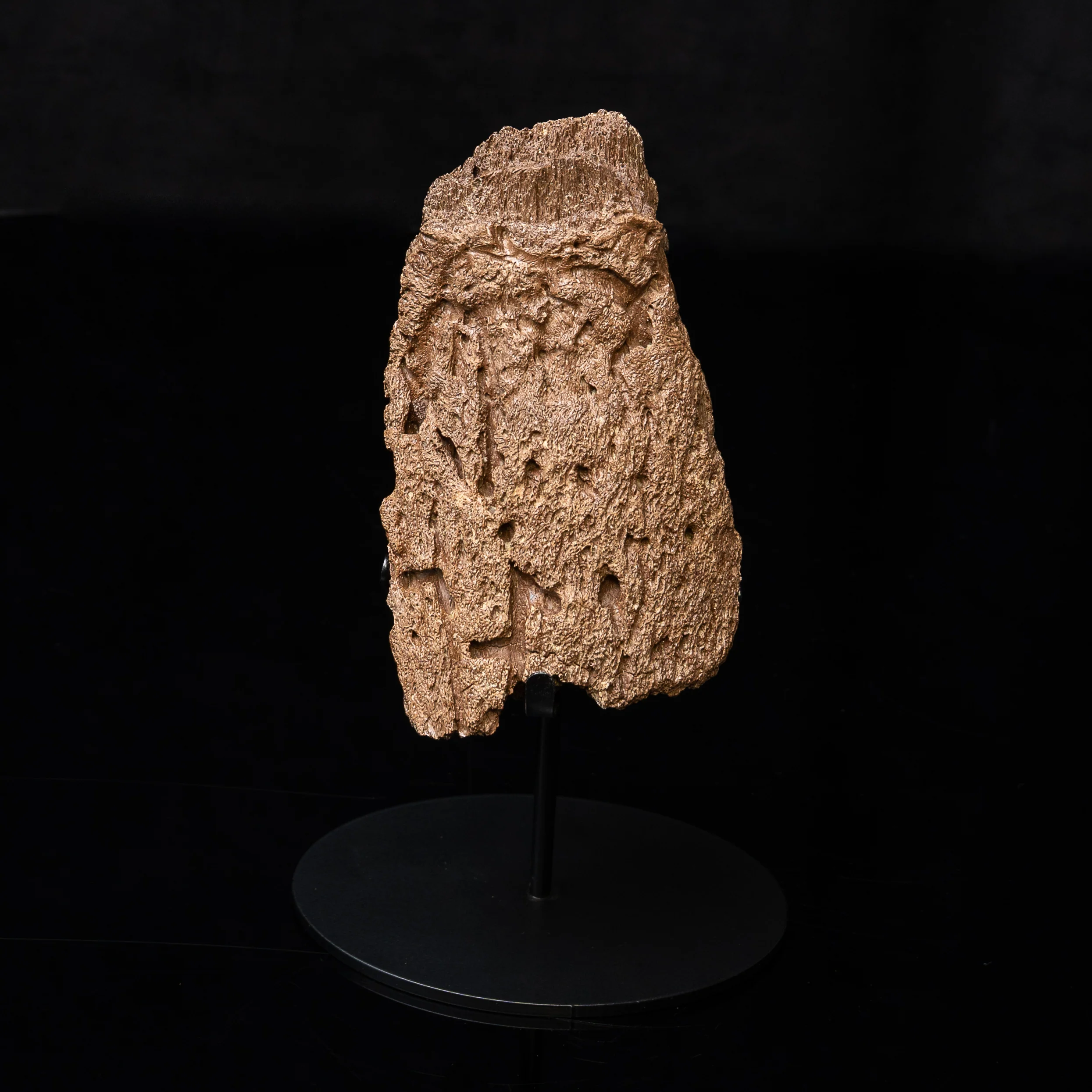 Dinosaur Bones for Sale