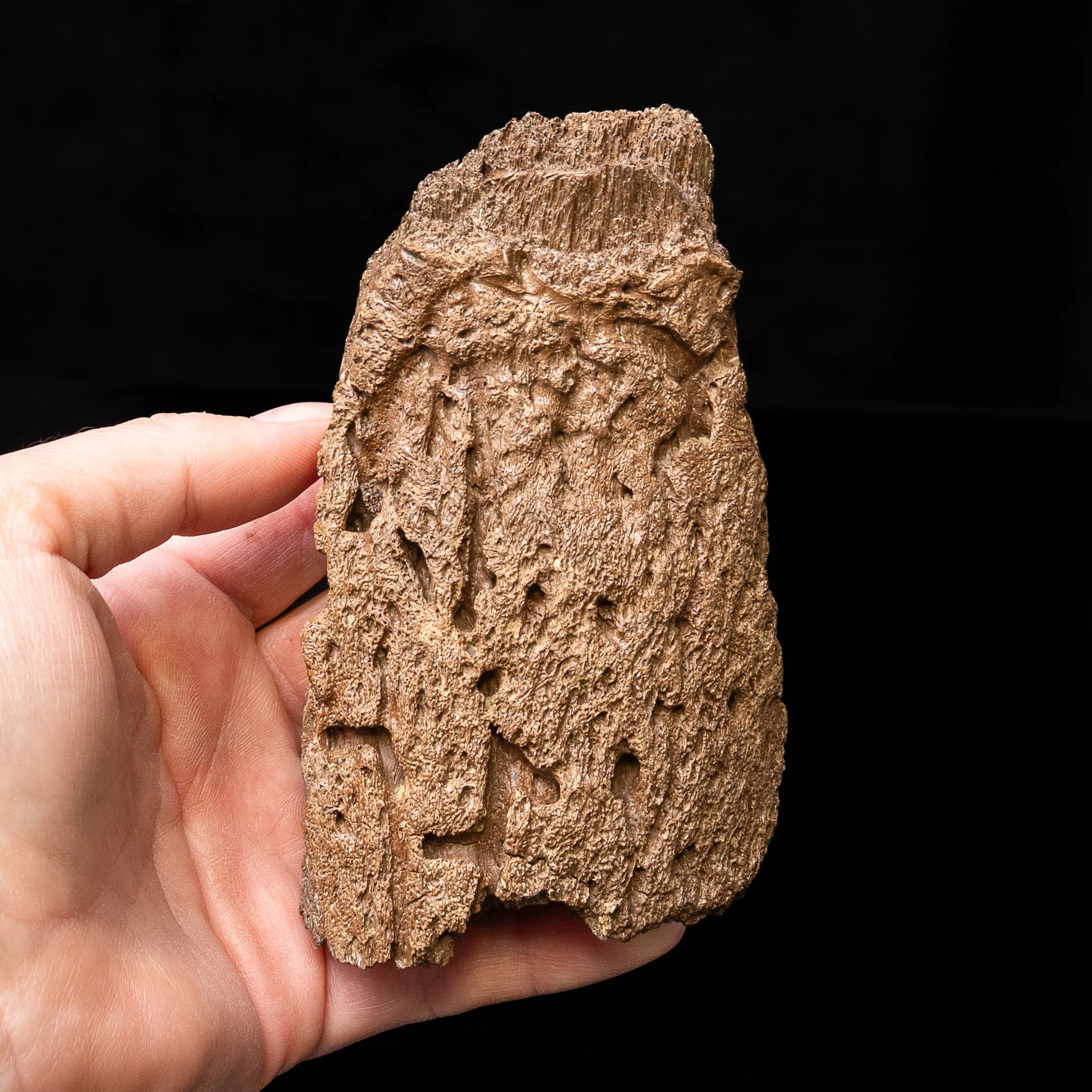 Triceratops  Horn Fragment on Stand - Image 3