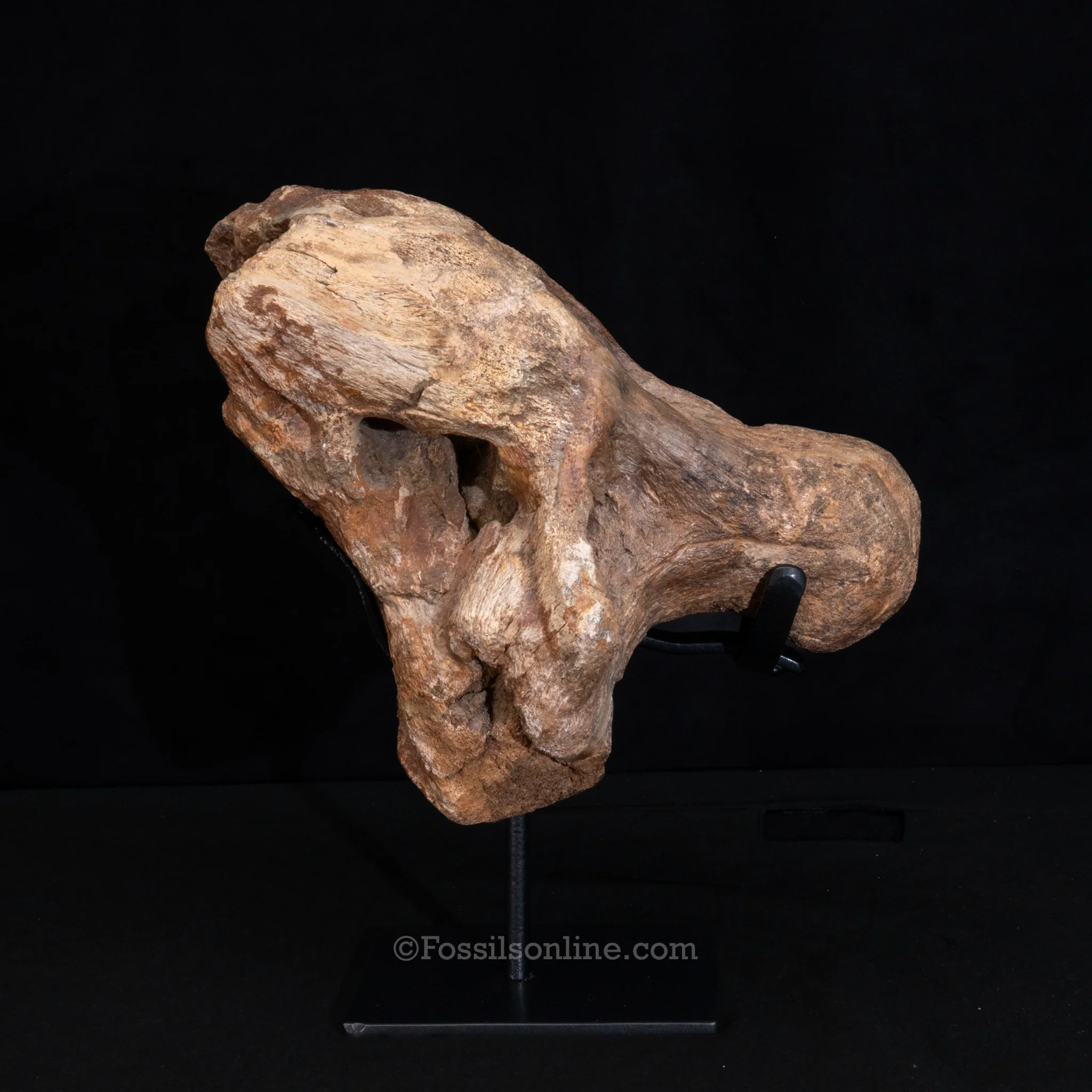 Triceratops Occipital Braincase - Image 3