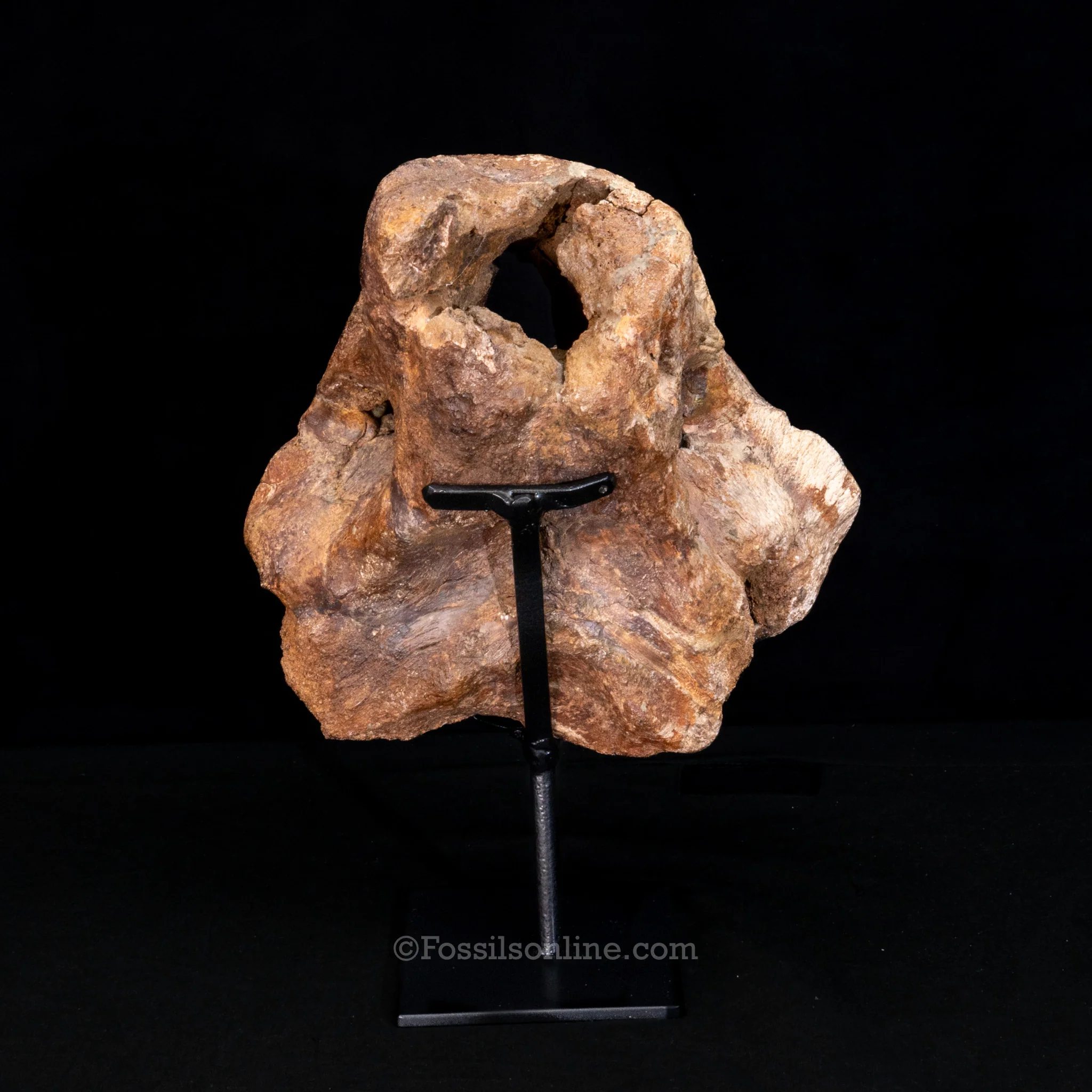 Triceratops Occipital Braincase - Image 4