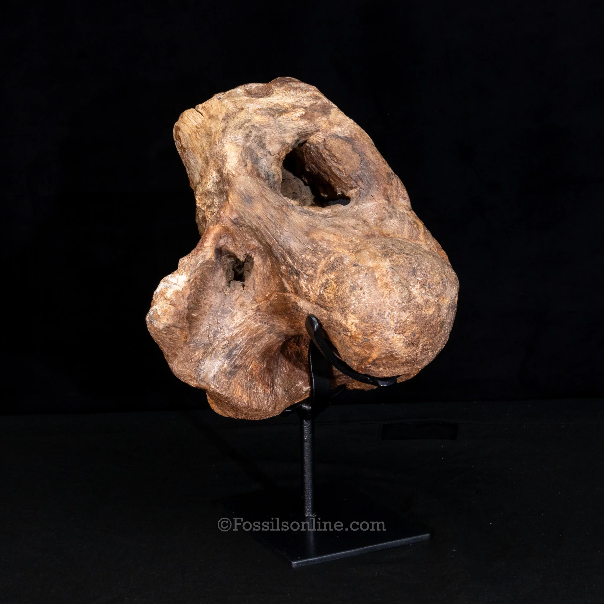 Triceratops Occipital Braincase - Image 5