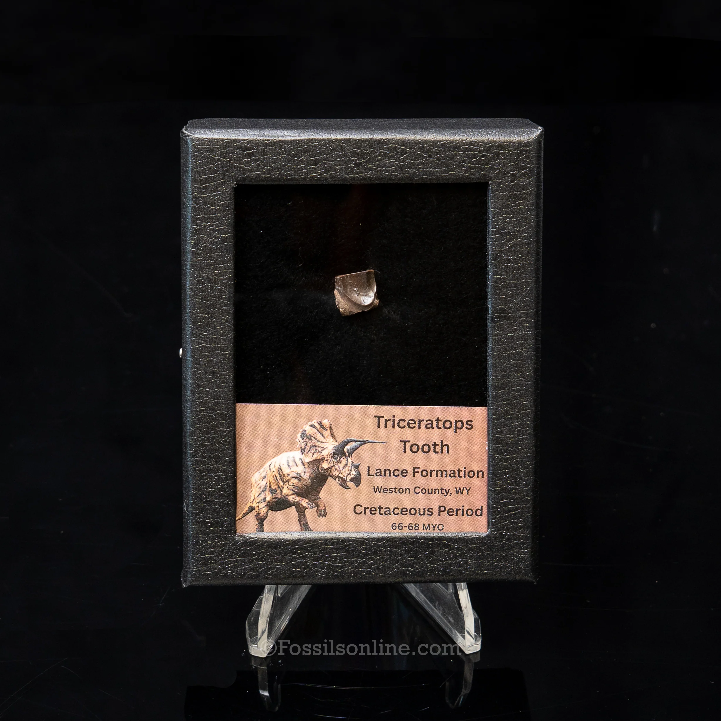 Triceratops Tooth Sm Case Lance FM - Image 3