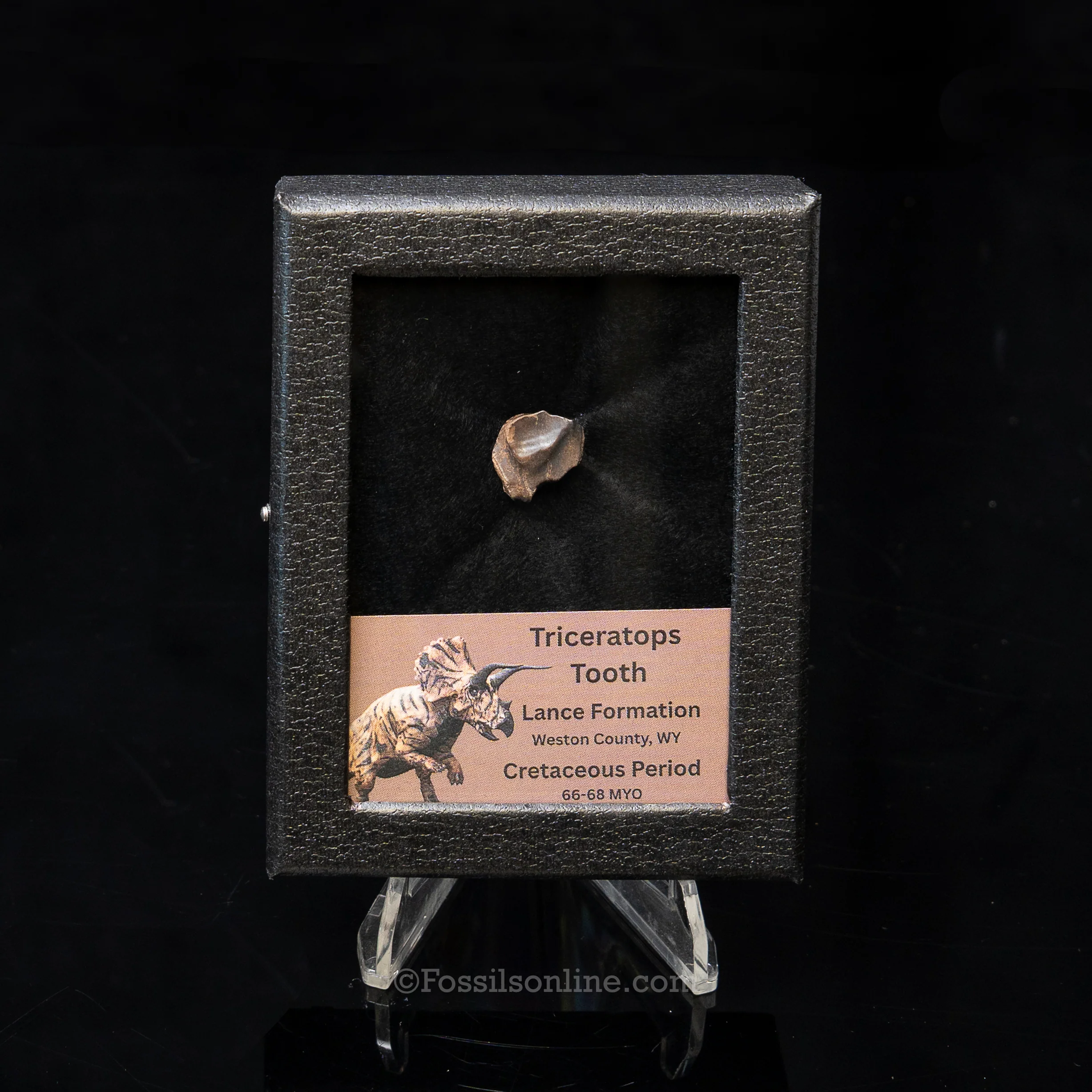 Triceratops Tooth Sm Case Lance FM - Image 4