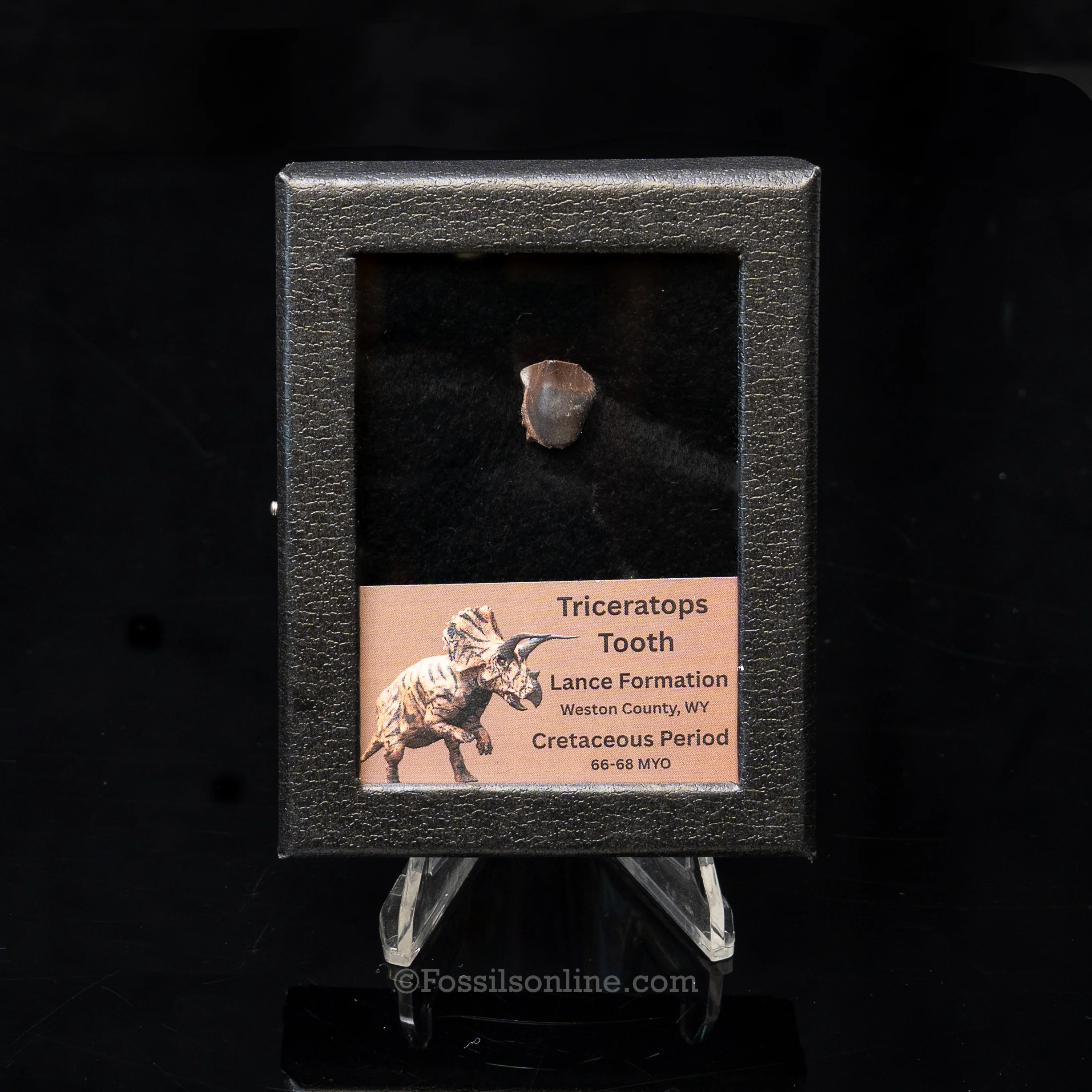 Triceratops Tooth Sm Case Lance FM - Image 5