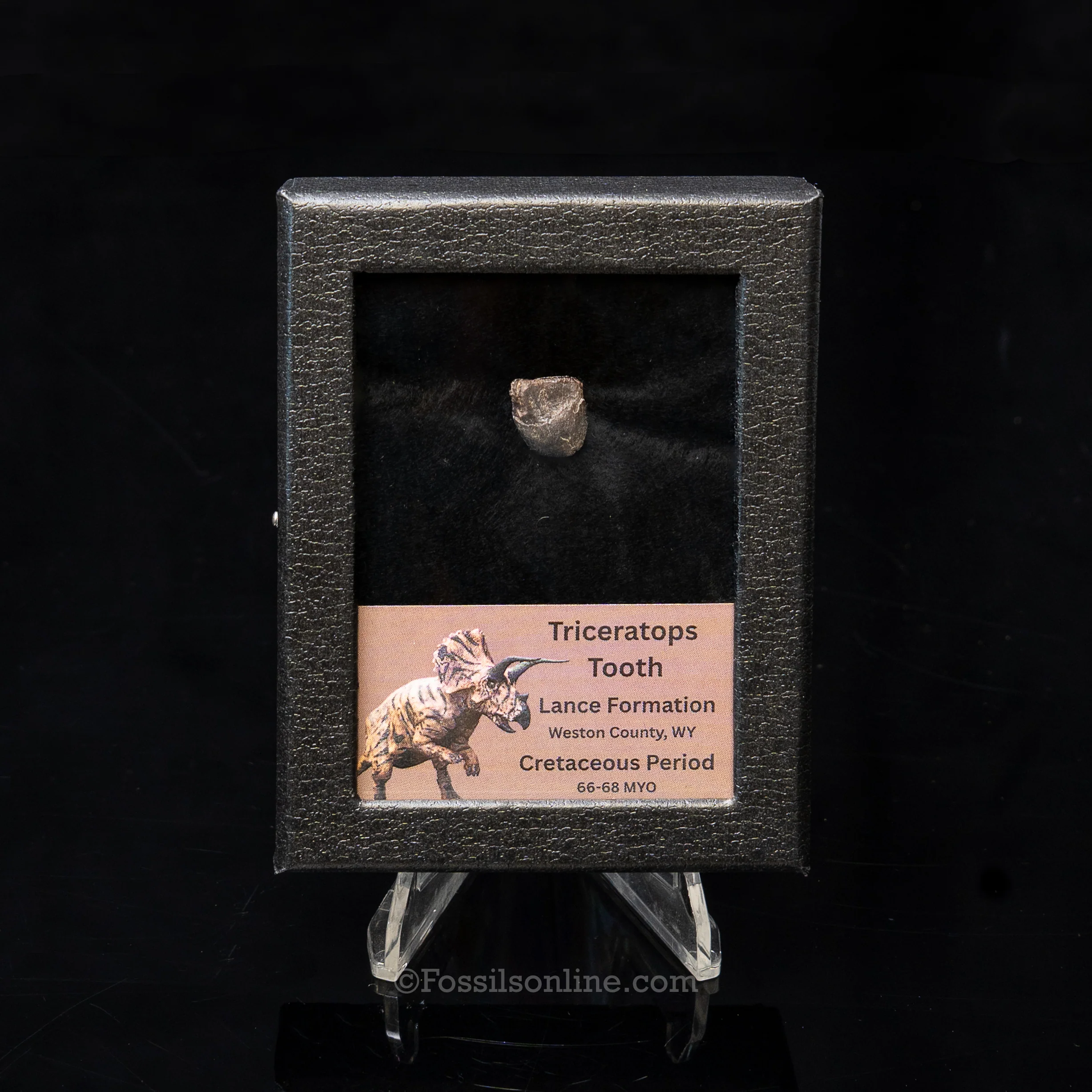 Triceratops Tooth Sm Case Lance FM - Image 6