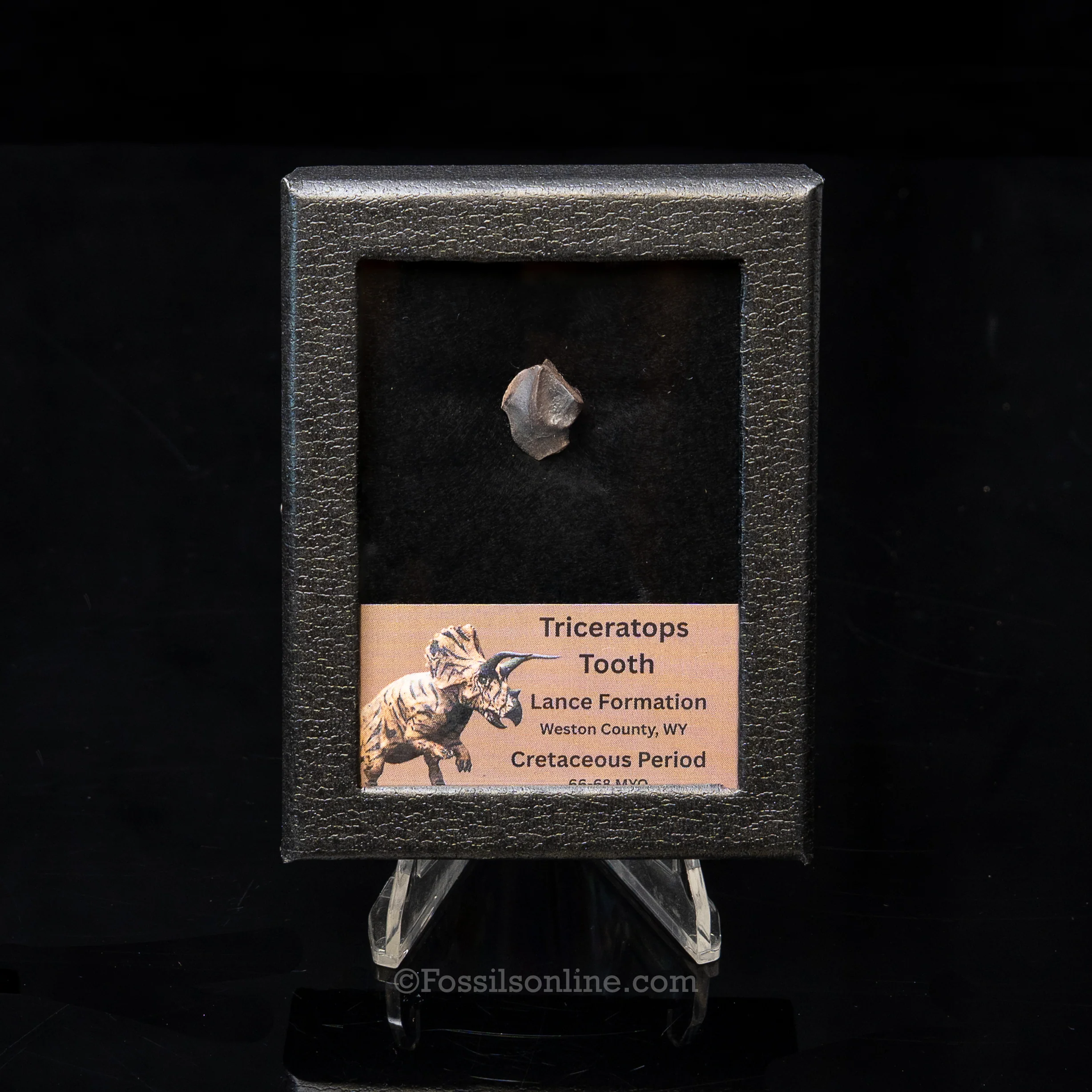 Triceratops Tooth Sm Case Lance FM - Image 7