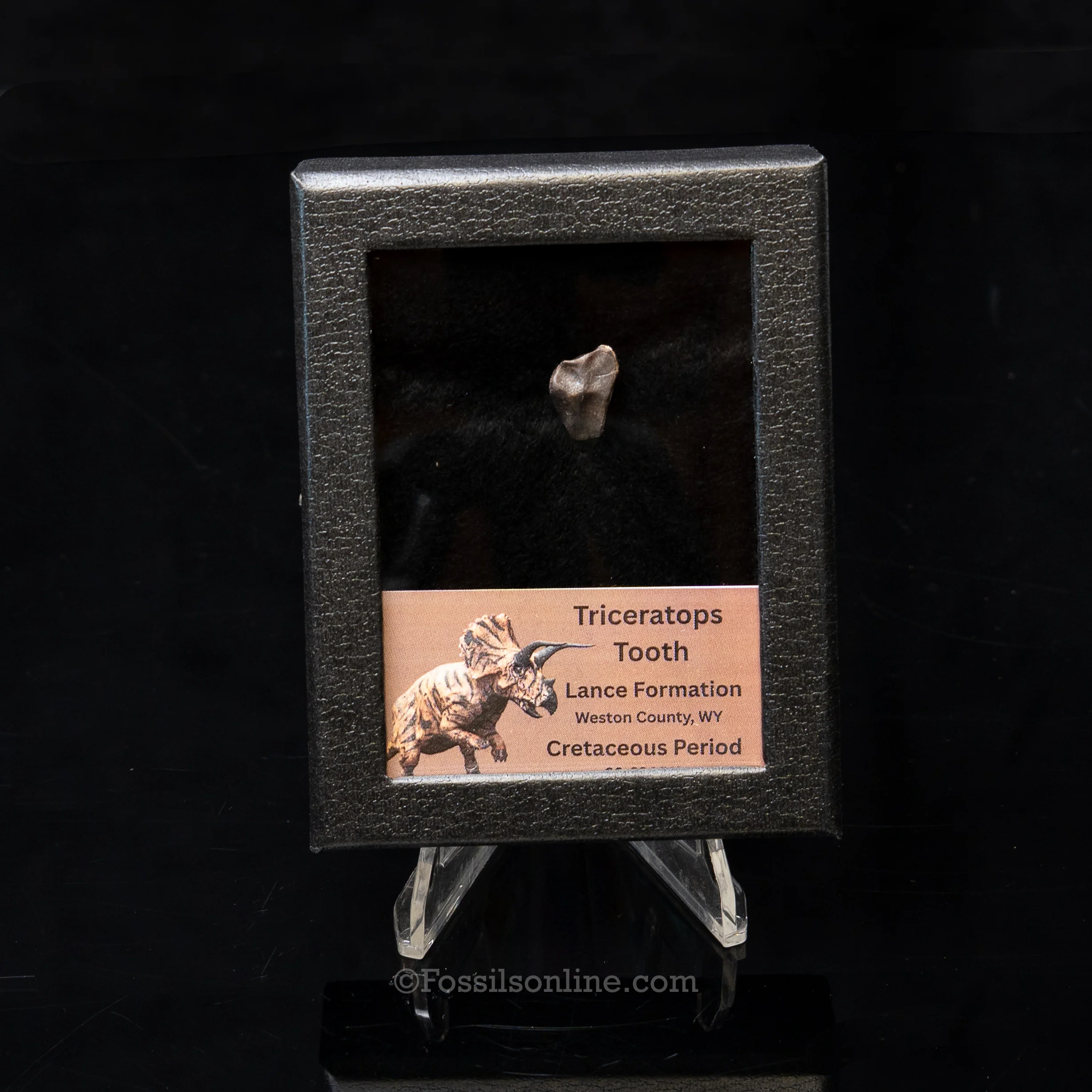 Triceratops Tooth Sm Case Lance FM - Image 8