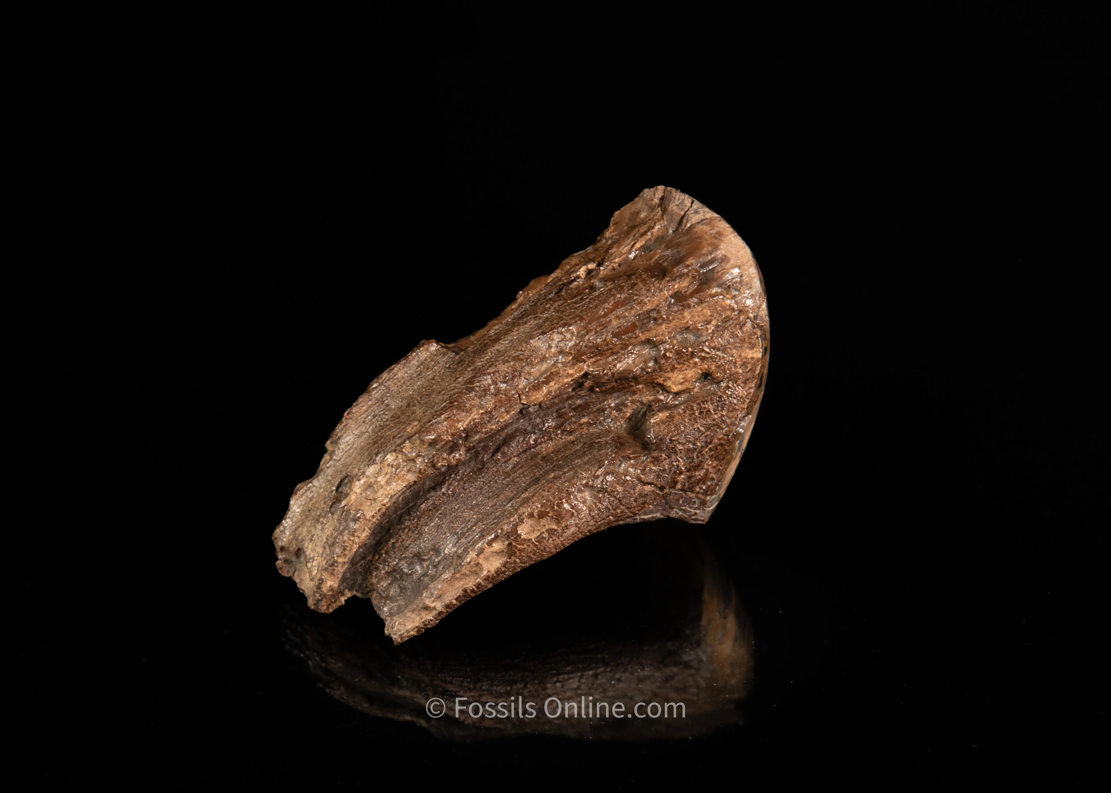 Polished Siberia Woolly Mammoth Tooth - Image 3