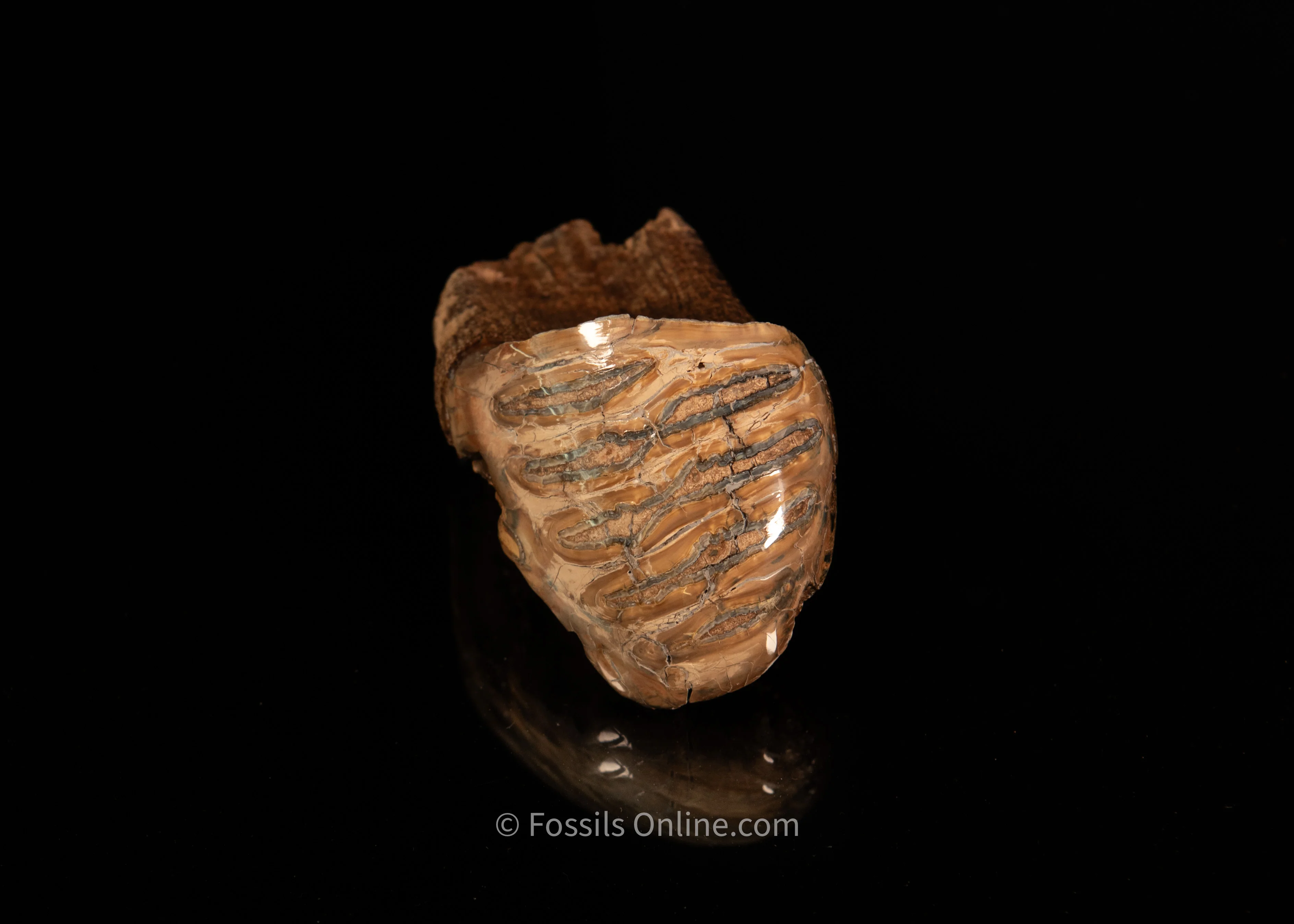 Polished Siberia Woolly Mammoth Tooth - Image 4