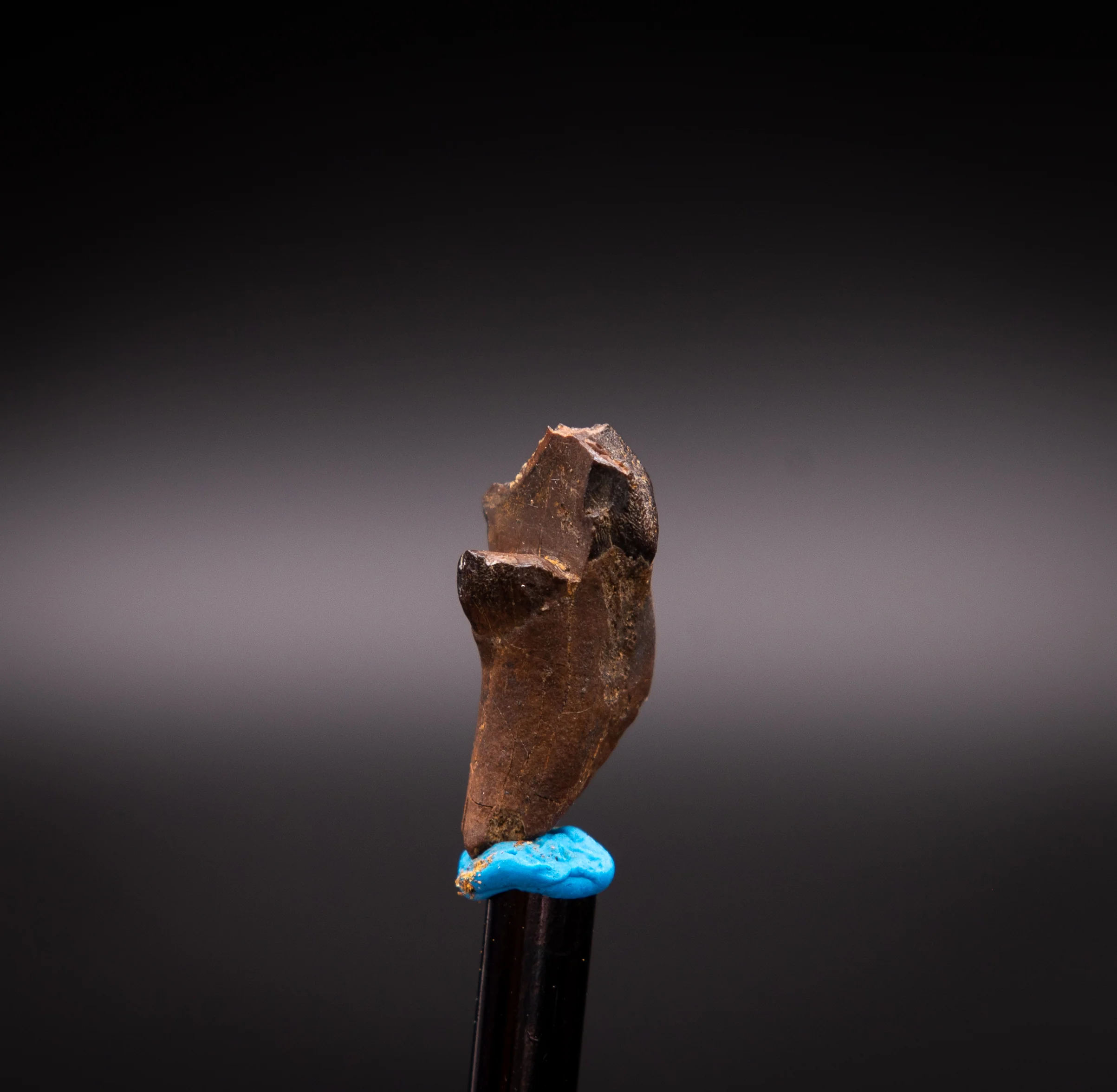 Unusual,  Rooted Leptoceratops Dinosaur Tooth - Image 3