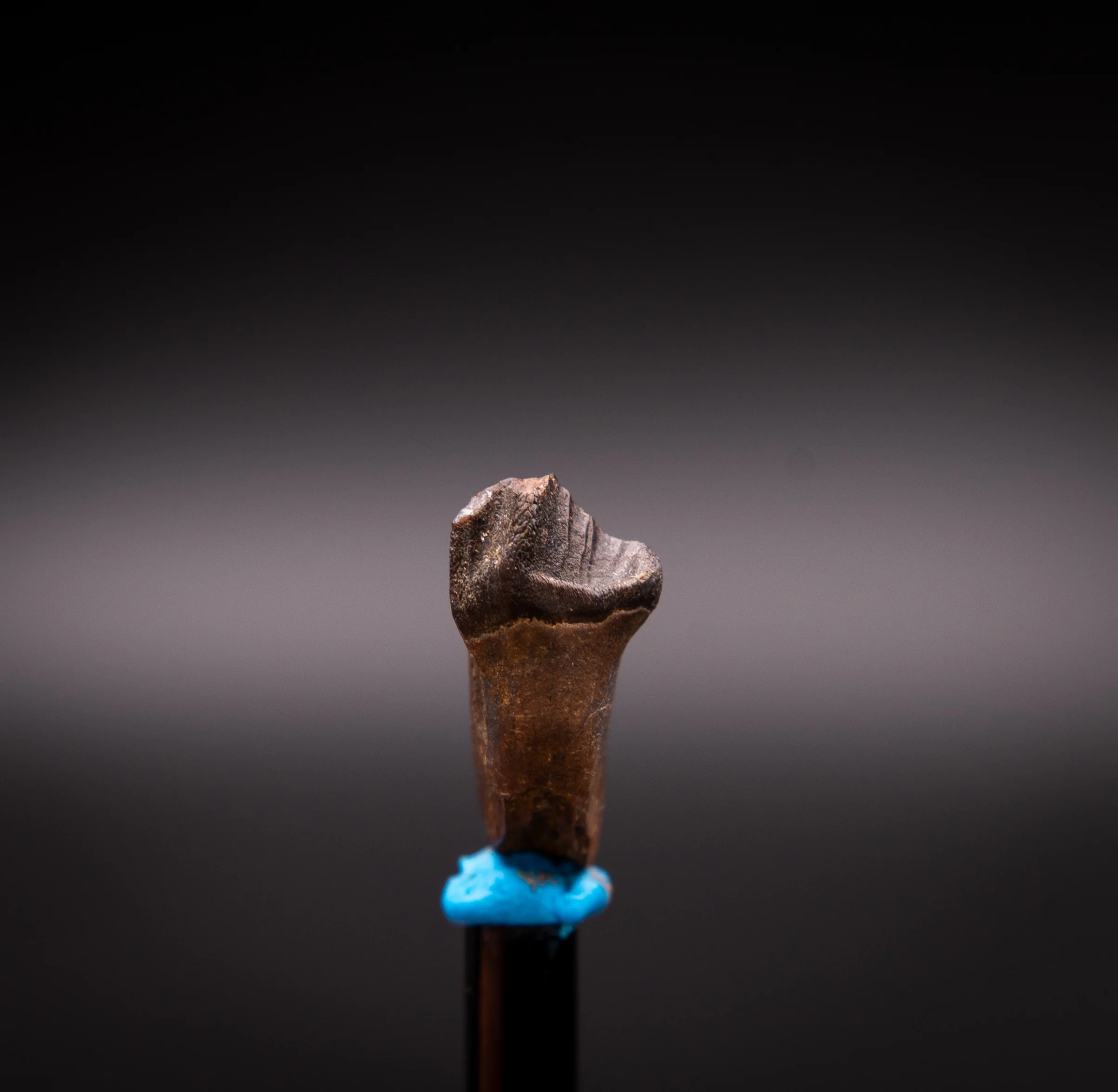 Unusual,  Rooted Leptoceratops Dinosaur Tooth - Image 4