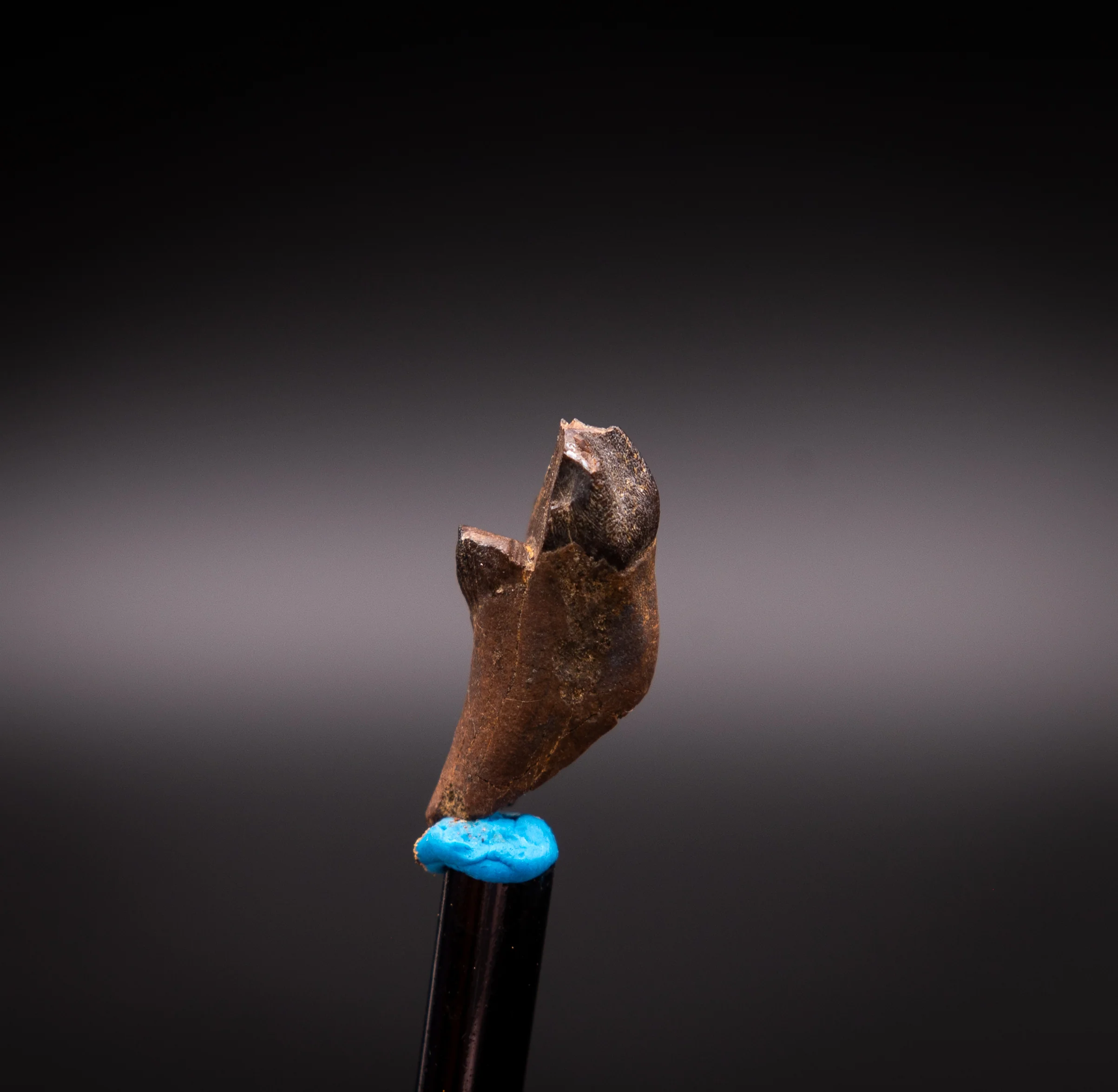 Unusual,  Rooted Leptoceratops Dinosaur Tooth - Image 5