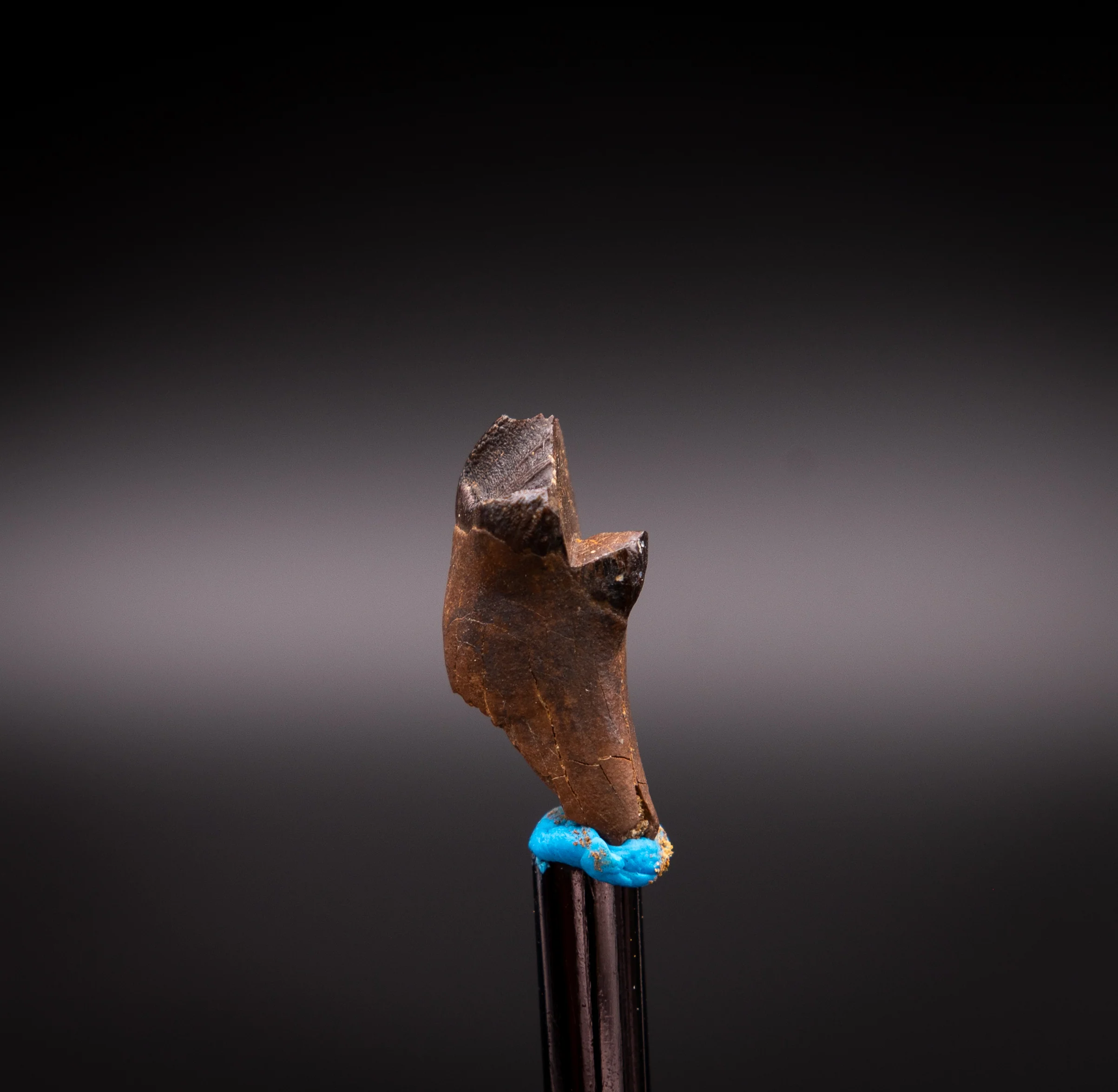 Unusual,  Rooted Leptoceratops Dinosaur Tooth - Image 6