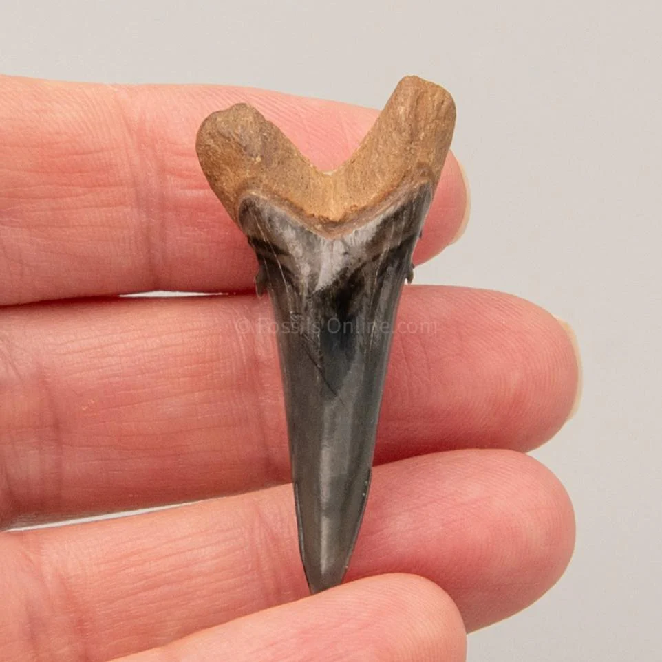 Venice Lower Hemipristis   1.59" - Image 3