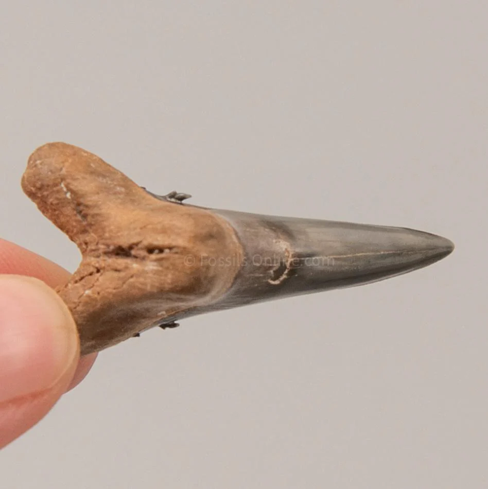 Venice Lower Hemipristis   1.59" - Image 4