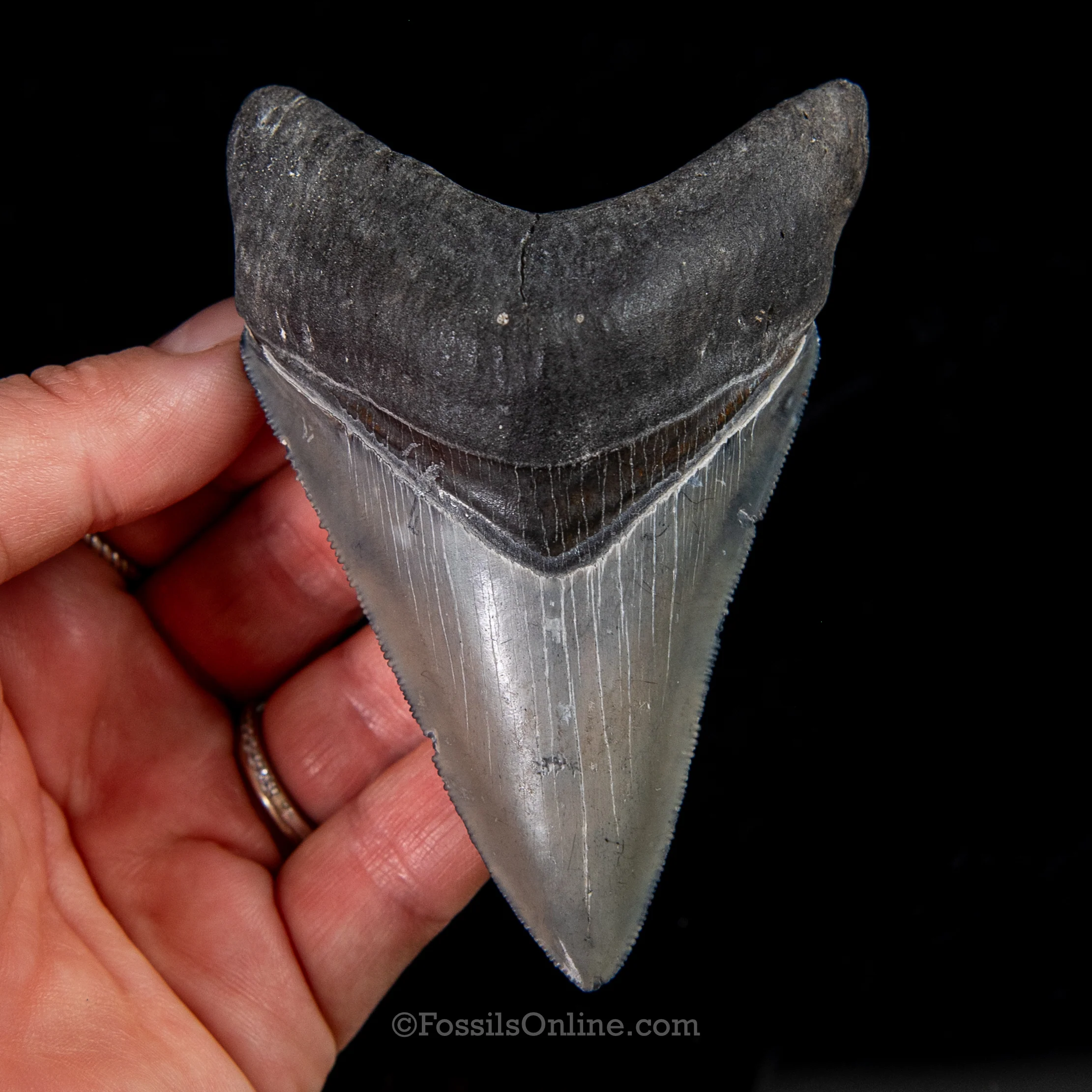 Venice Megalodon 3.80" - Image 3