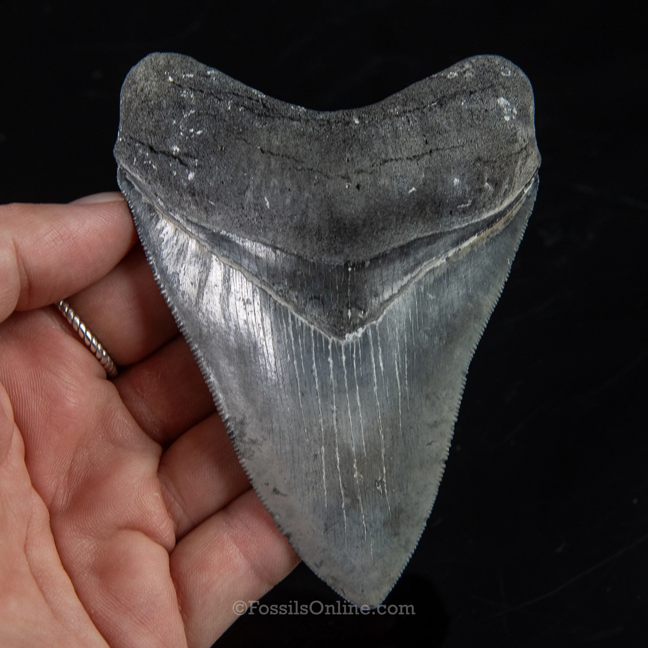 Venice Megalodon 4.11" - Image 3