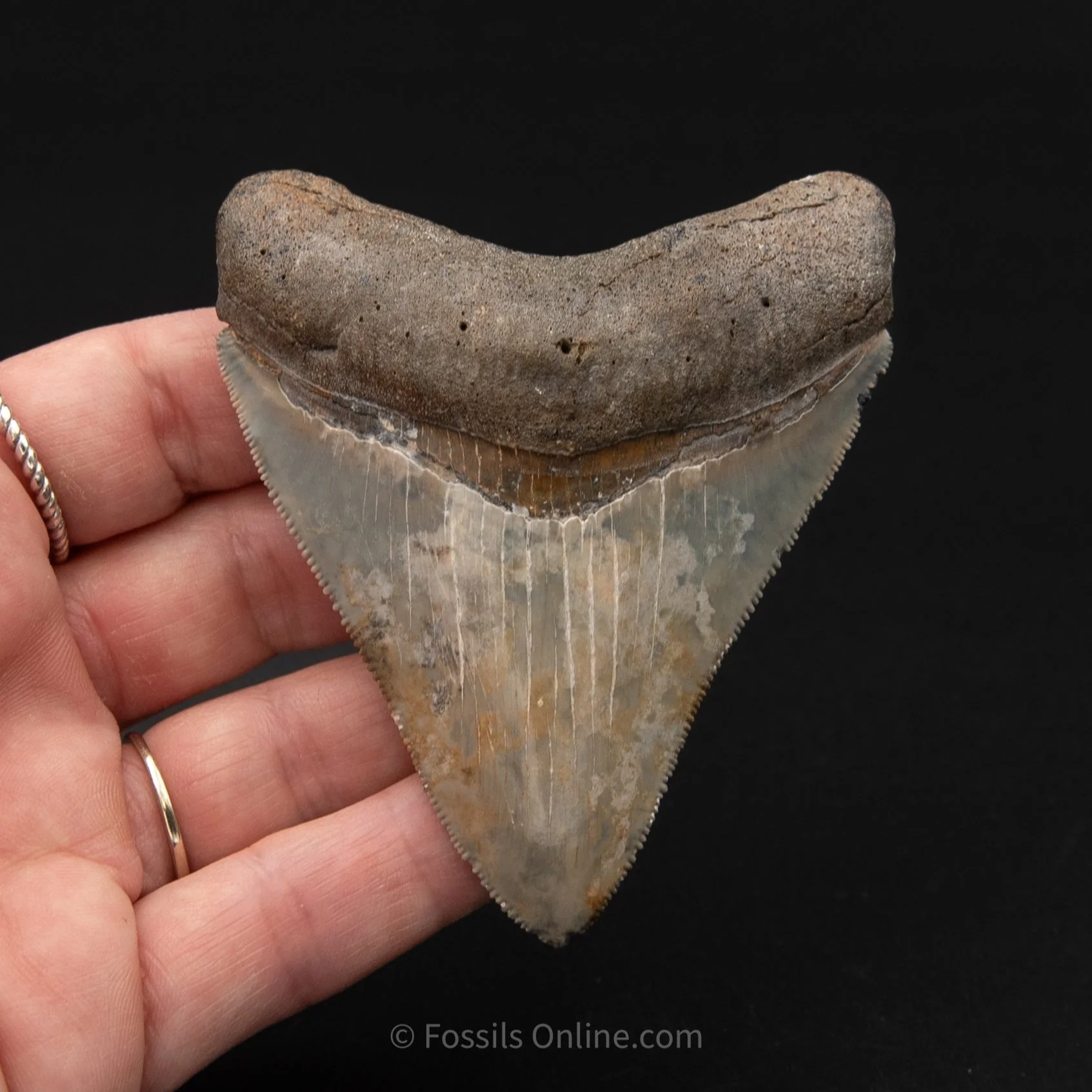 Venice Megalodon 3.25" - Image 3