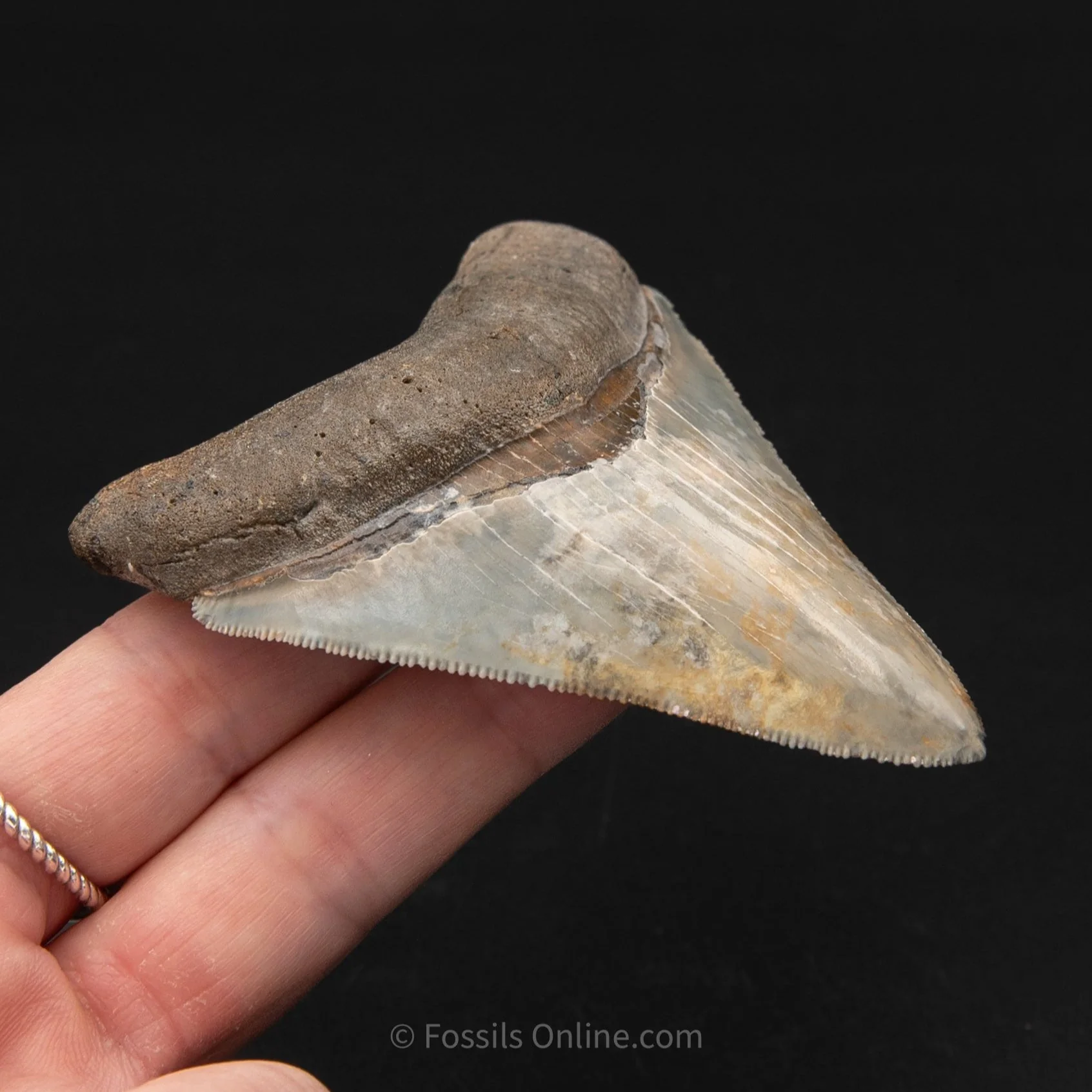 Venice Megalodon 3.25" - Image 4