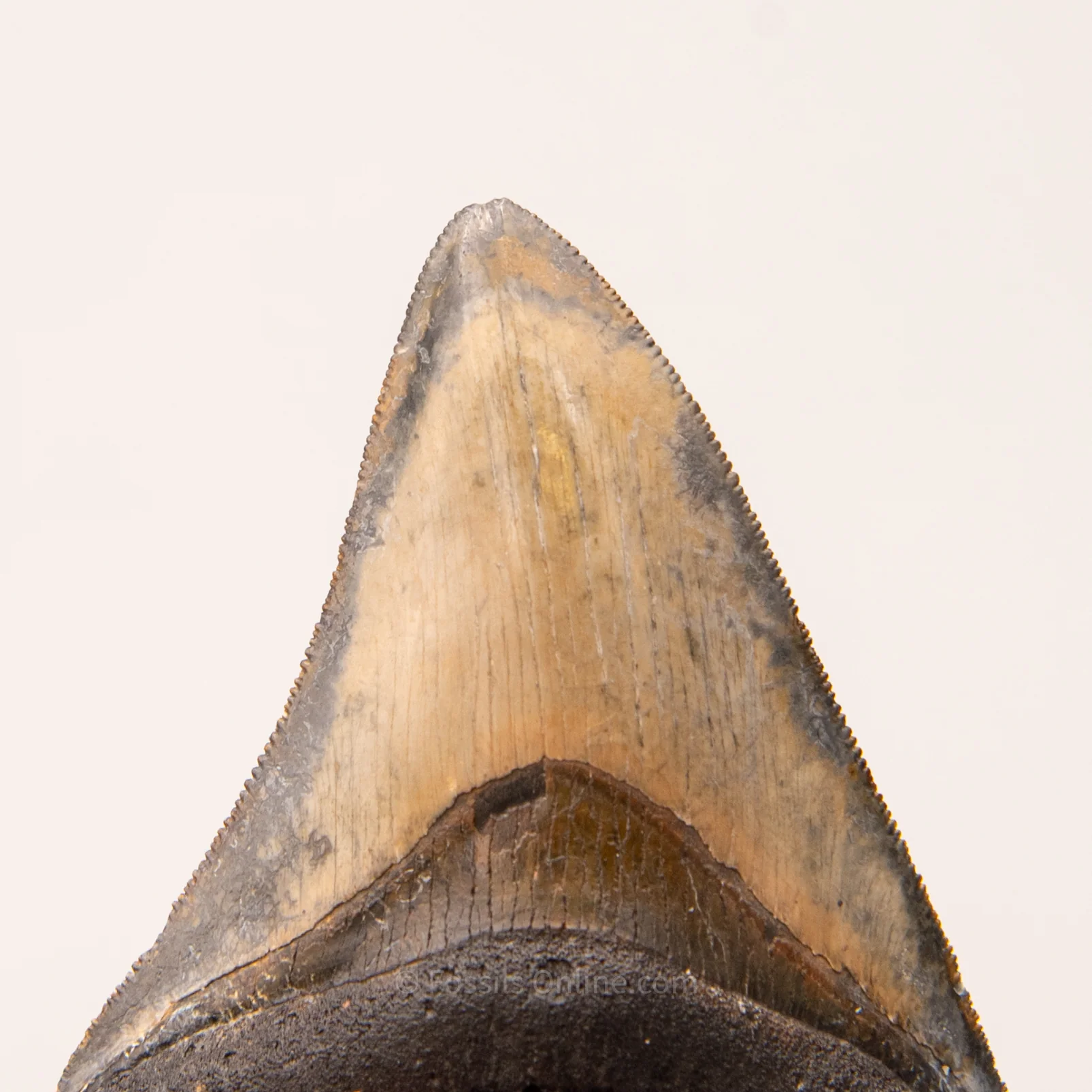 Venice Megalodon 3.8" - Image 3