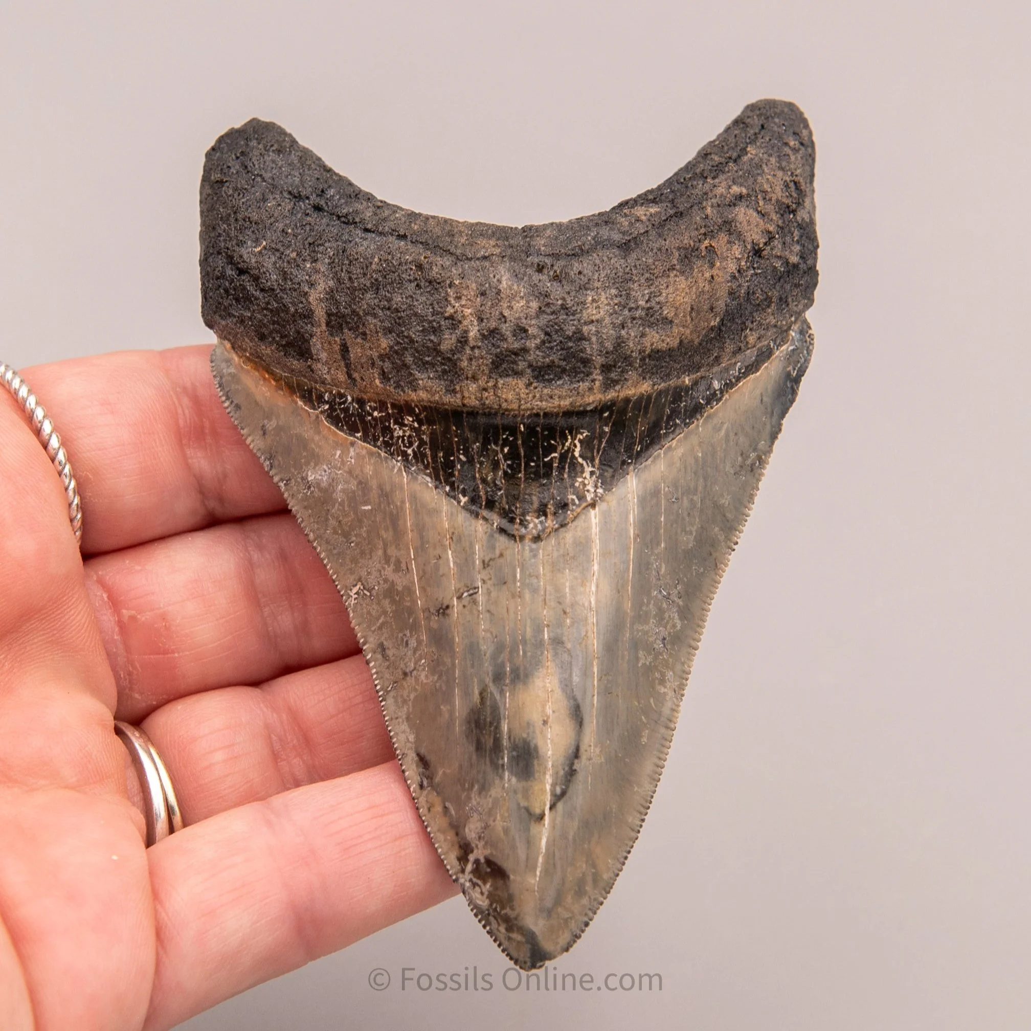 Venice Megalodon 3.88" - Image 3