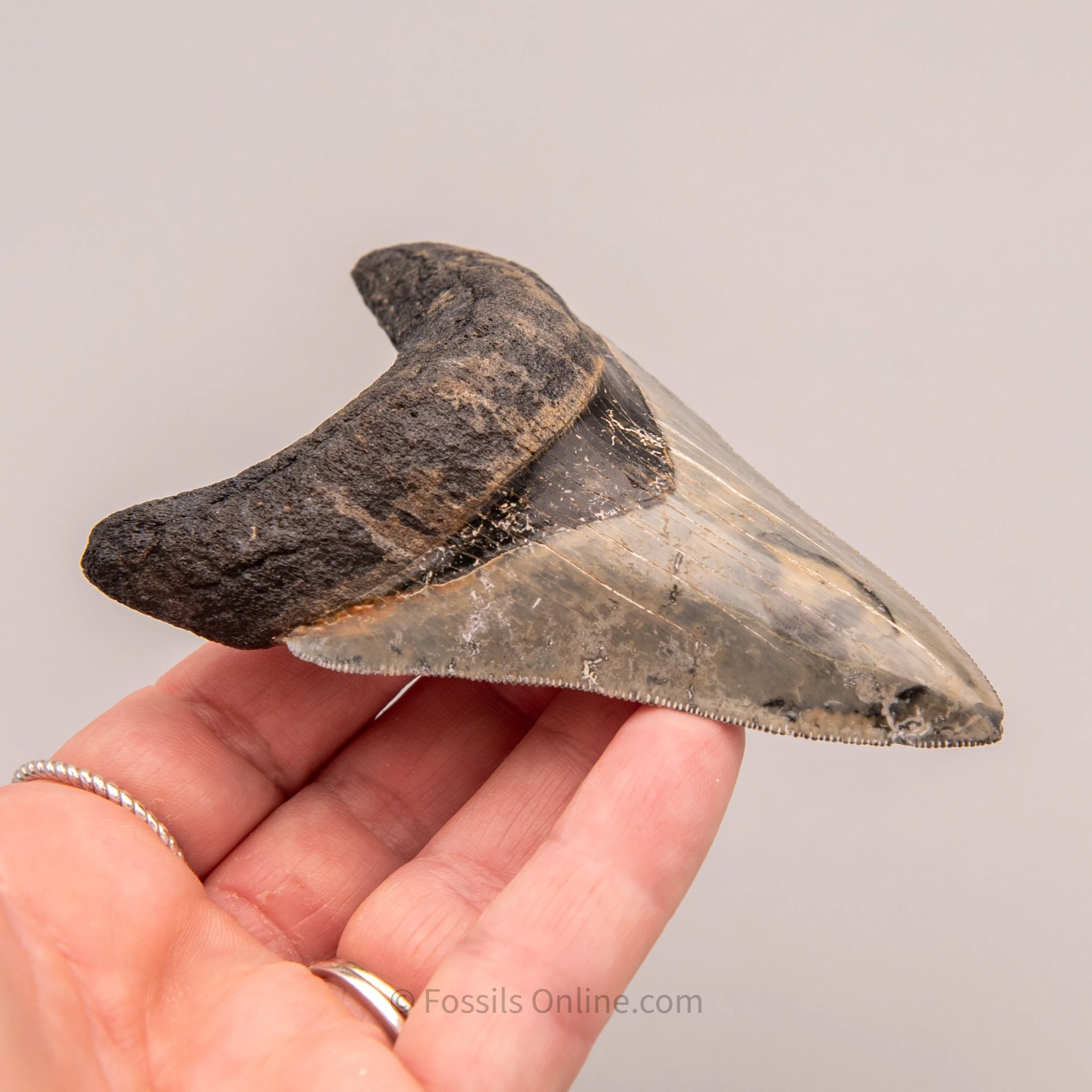 Venice Megalodon 3.88" - Image 4